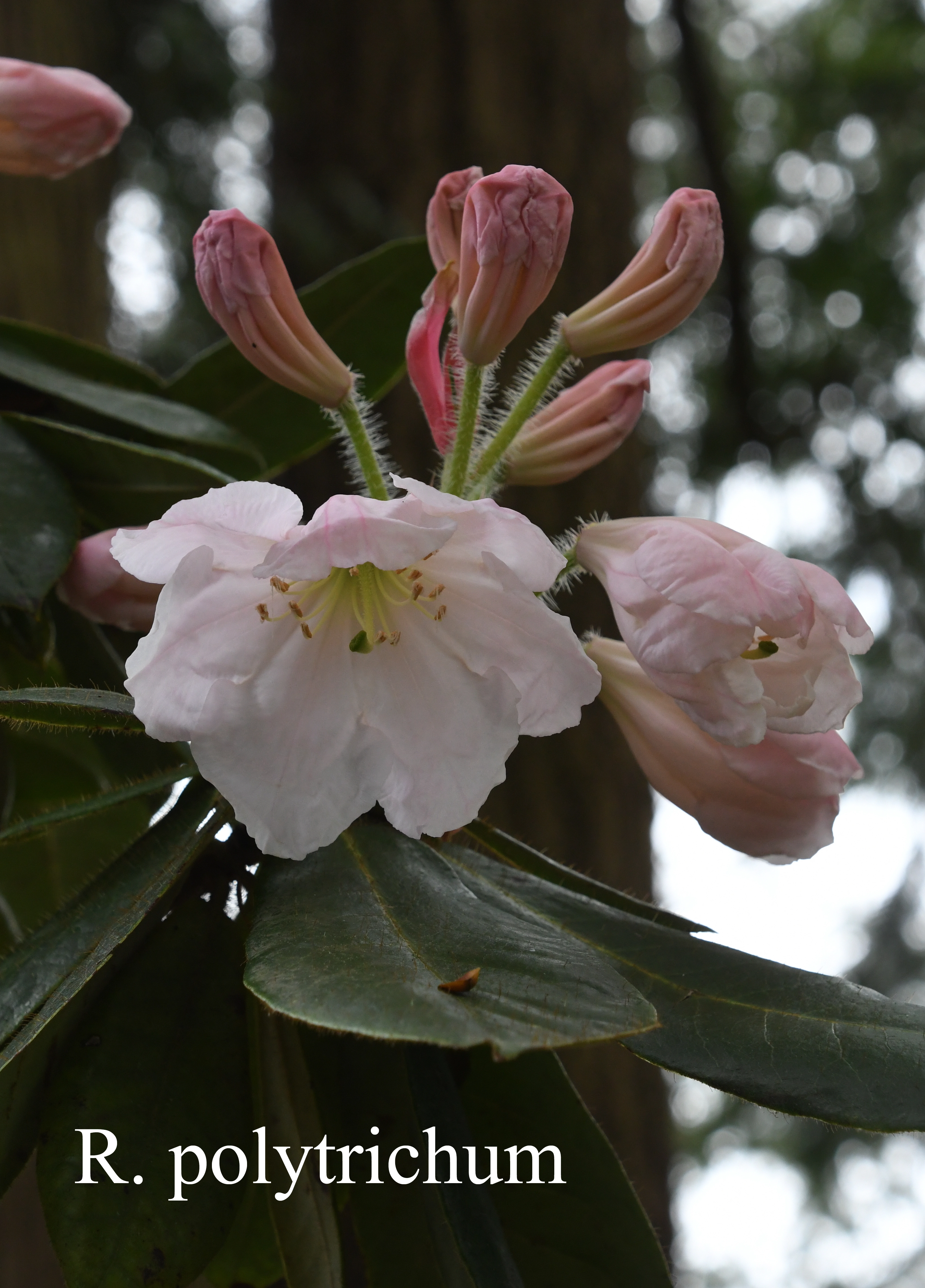 Rhododendron polytrichum photo