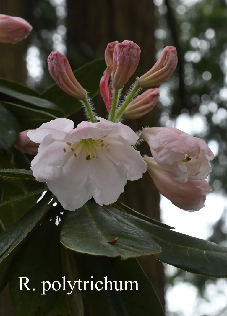Photo of R. polytrichum, Rhododendron Species