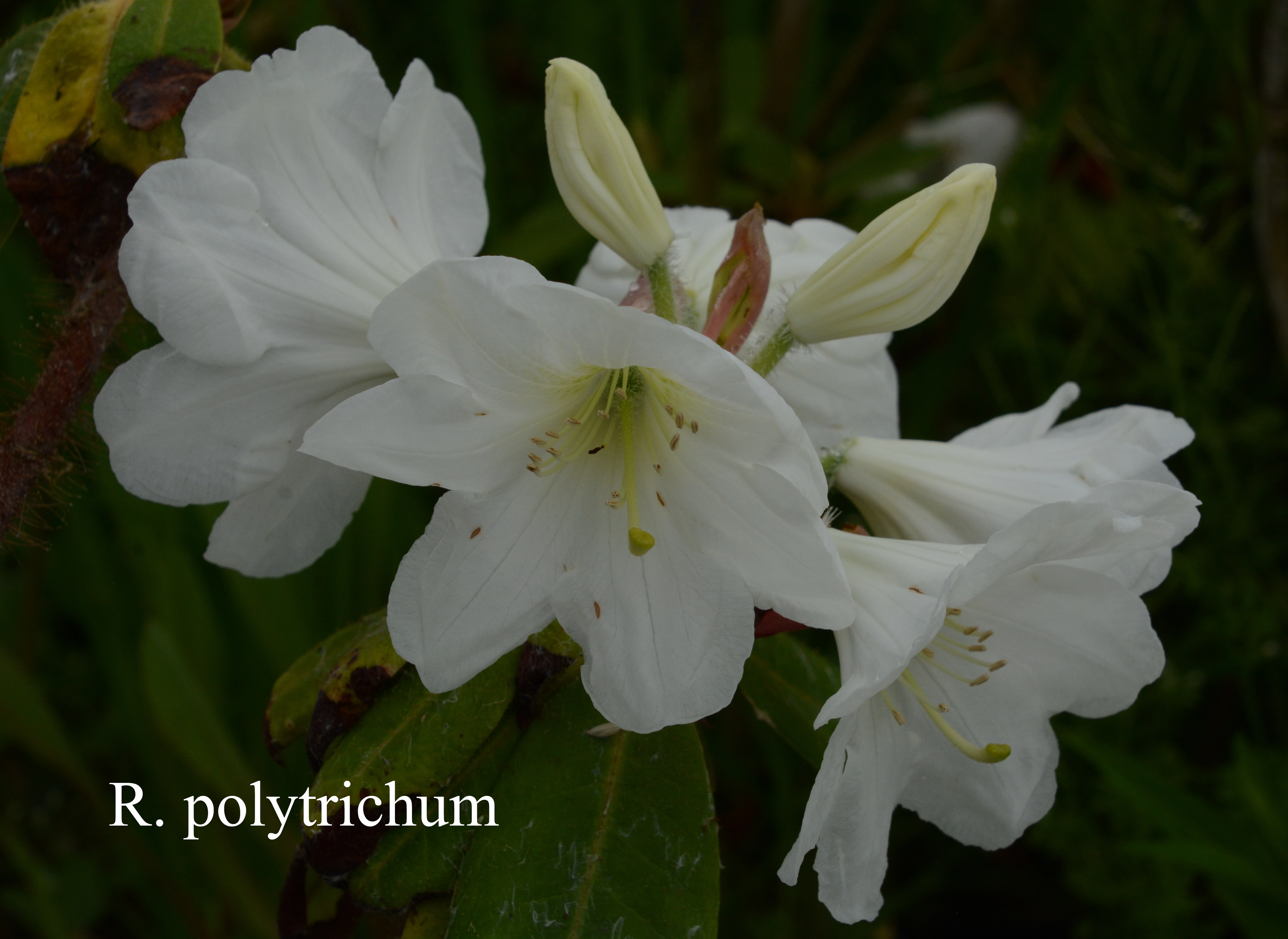 Rhododendron polytrichum photo