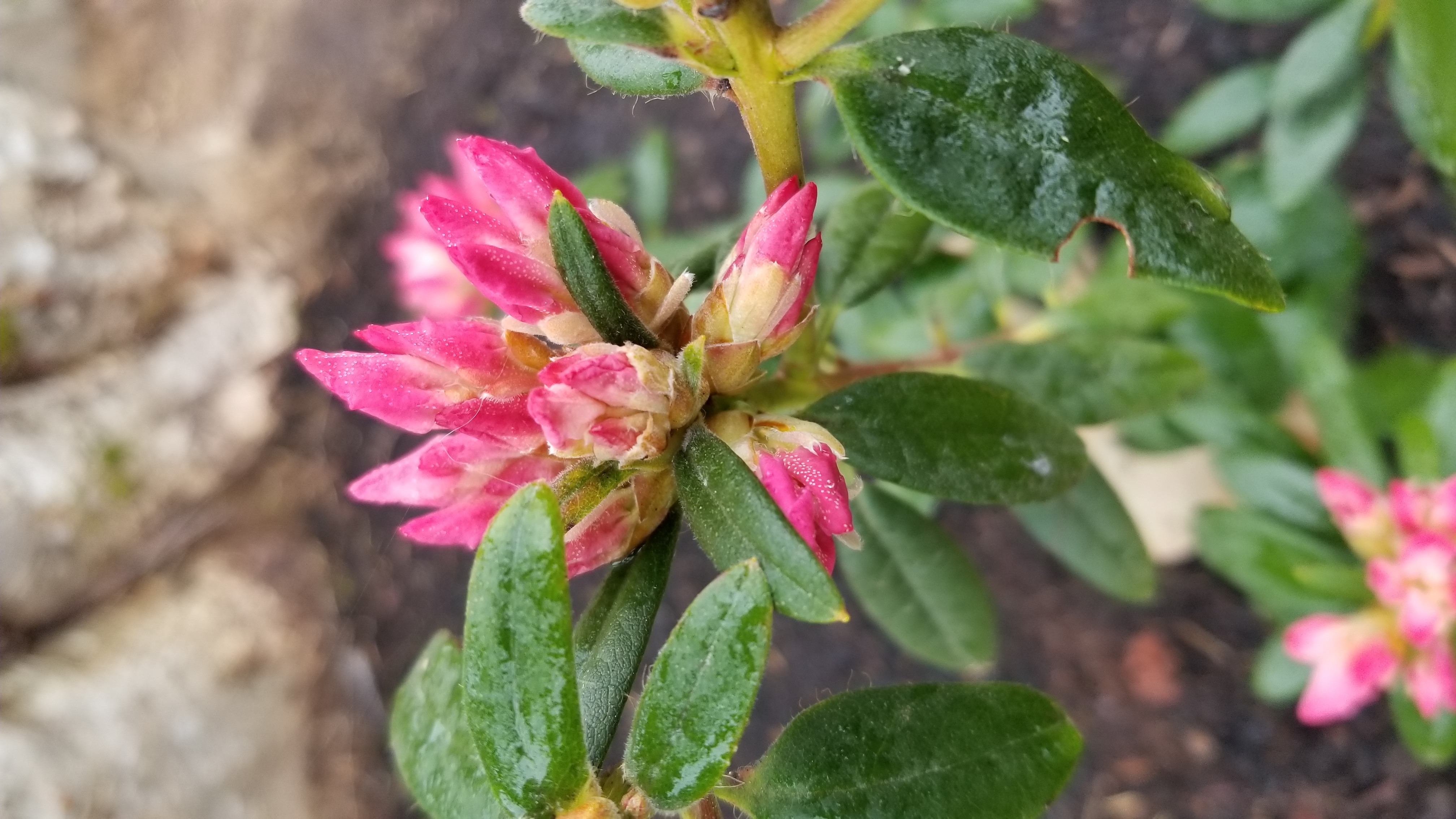 Rhododendron Turacao photo