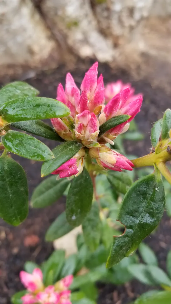 Photo of R. 'Turacao', Rhododendron Hybrid
