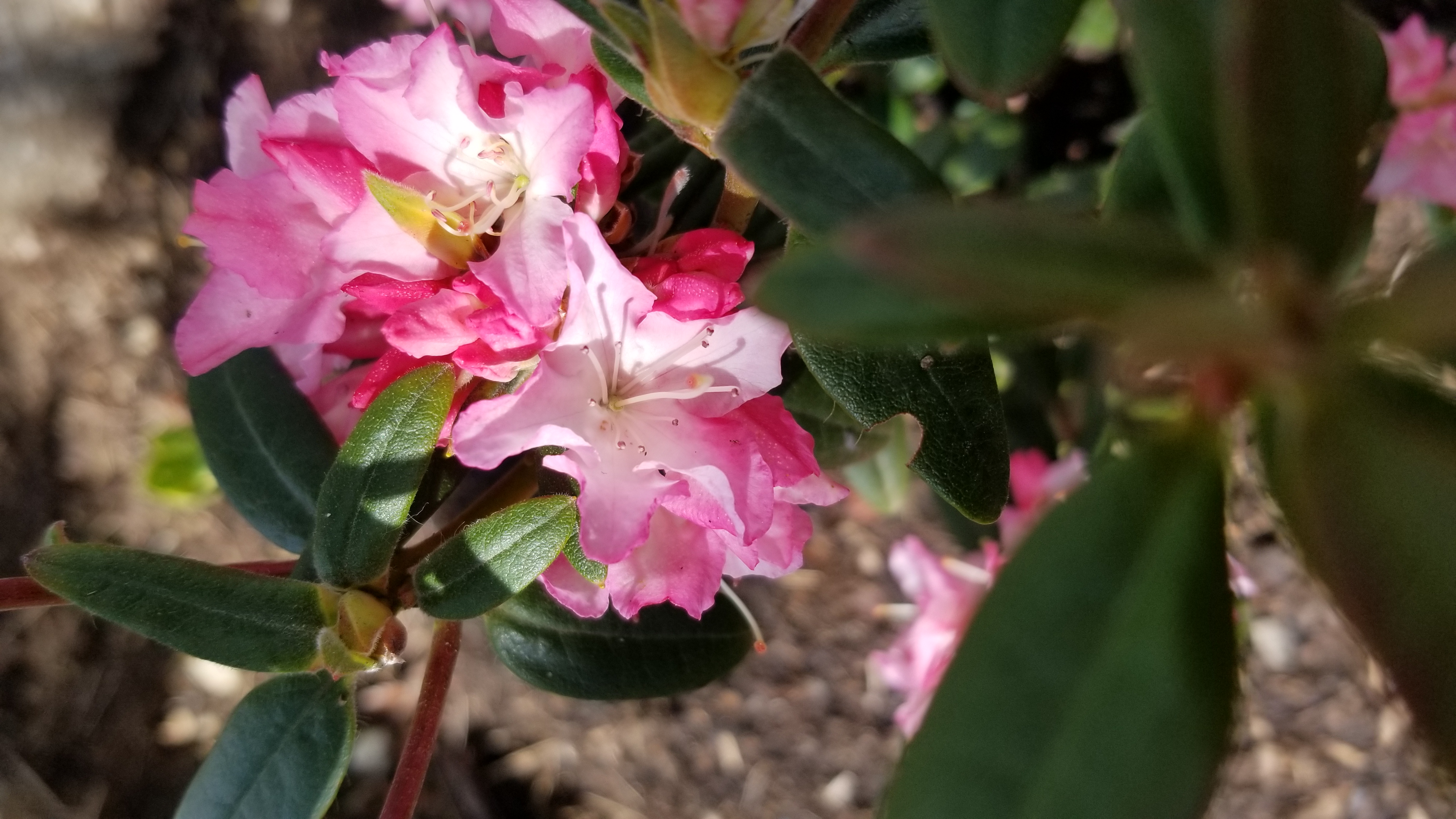 Rhododendron Turacao photo