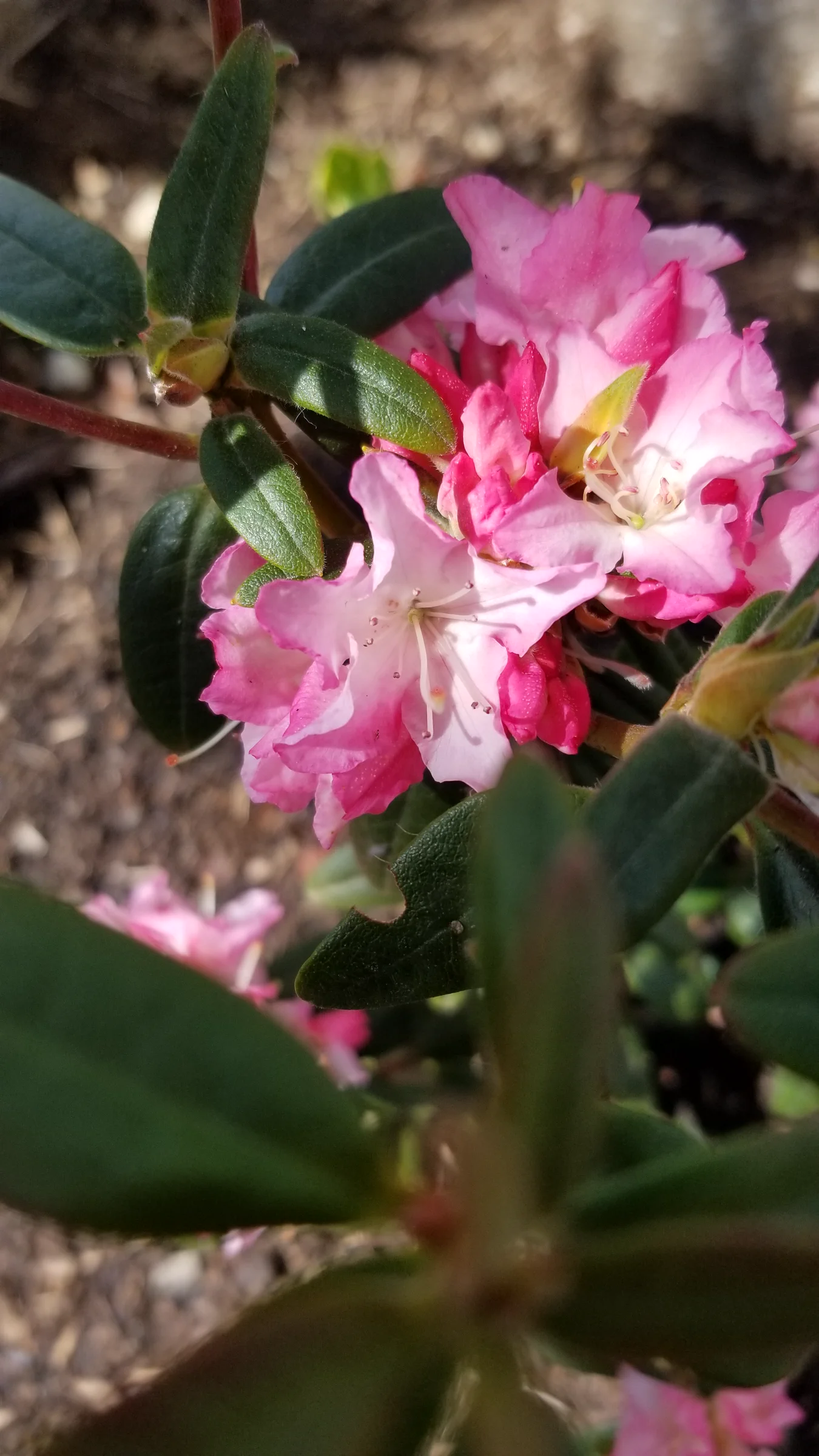 R. 'Turacao' photo of R. 'Turacao'. R. 'Turacao' leaves and flowers.. Location: Private Garden Seatac, WA, USA. Photo by: Thatrhodylady