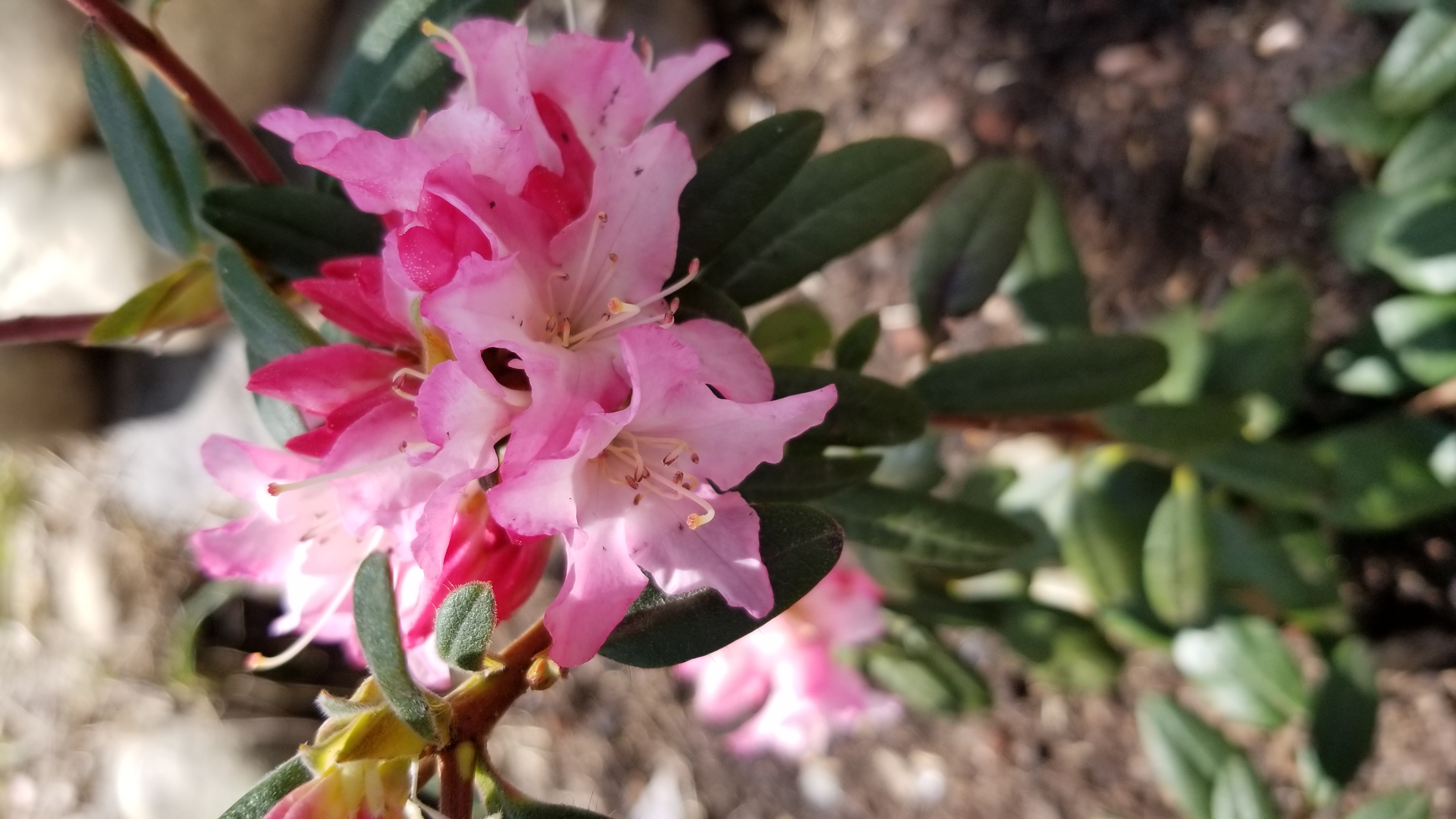 Rhododendron Turacao photo