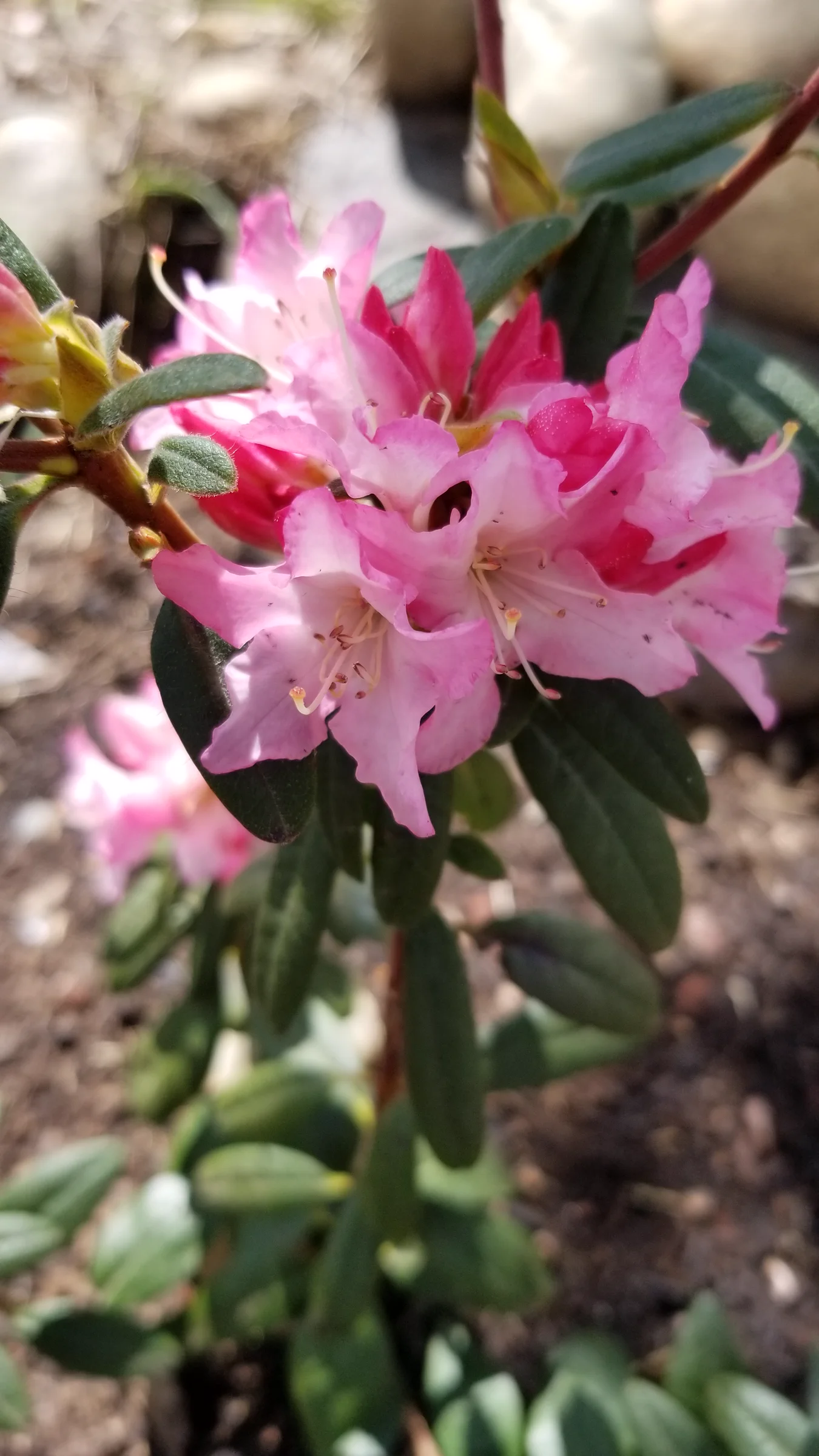 R. 'Turacao' photo of R. 'Turacao'. R. 'Turacao' flowers.. Location: Private Garden Seatac, WA, USA. Photo by: Thatrhodylady