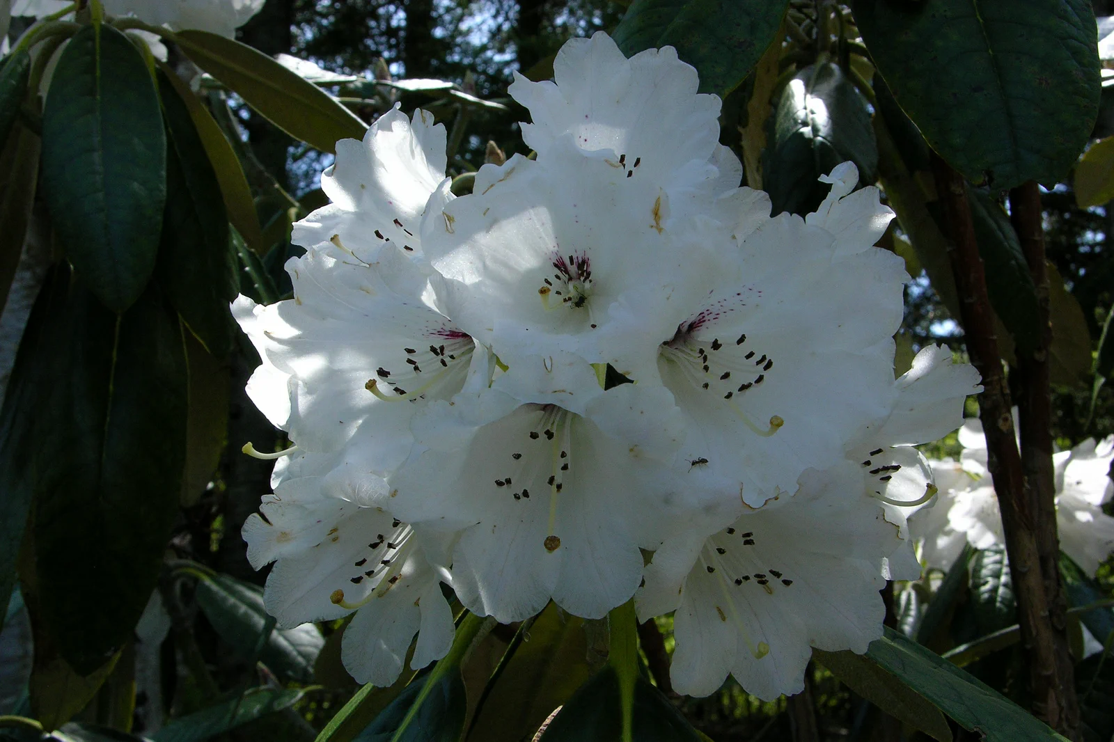 R. 'Scotian Sovereign' photo of R. 'Scotian Sovereign'. Location: Argyle, Yarmouth Co., Nova Scotia. Photo by: John Weagle
