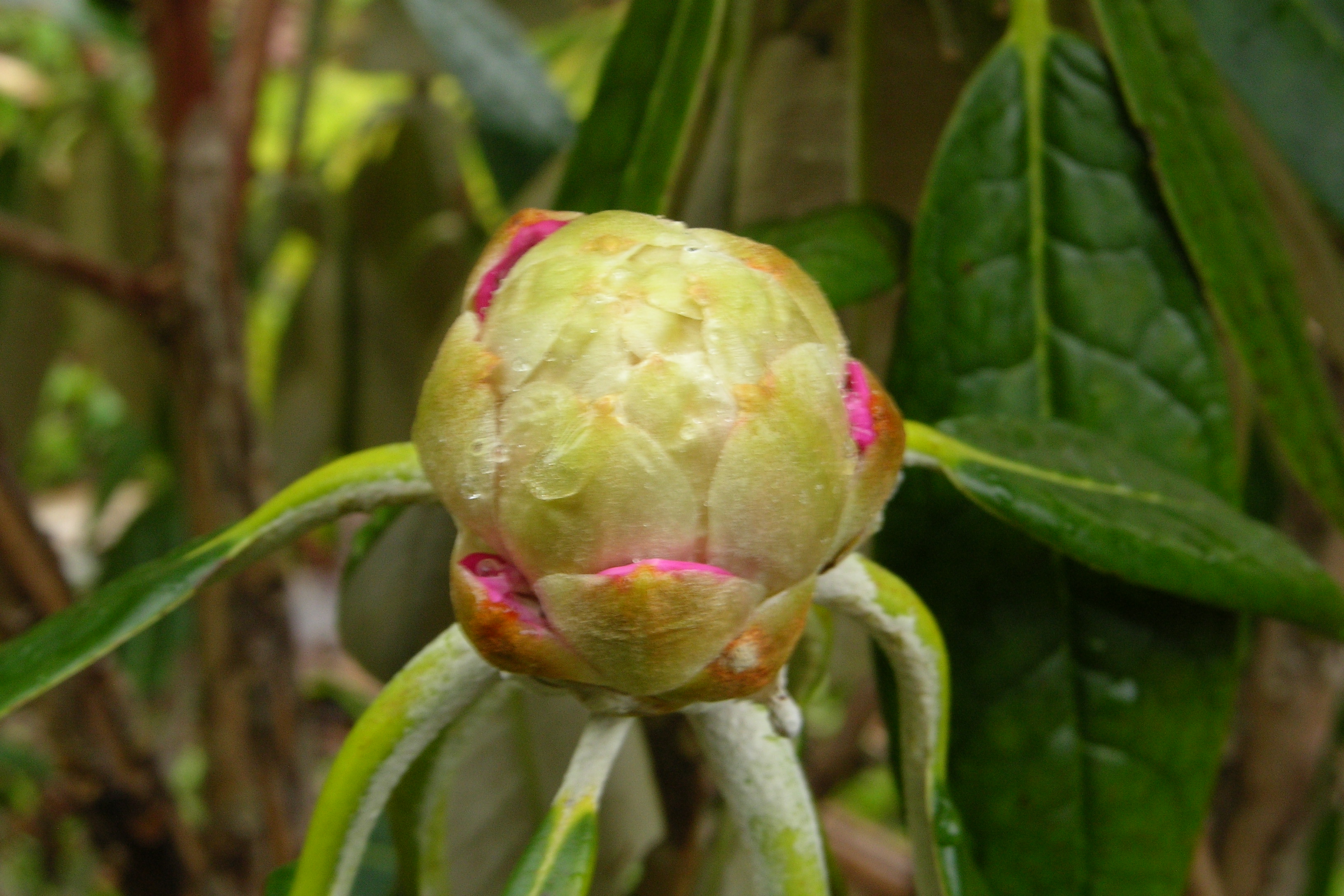 Rhododendron Scotian Sovereign photo