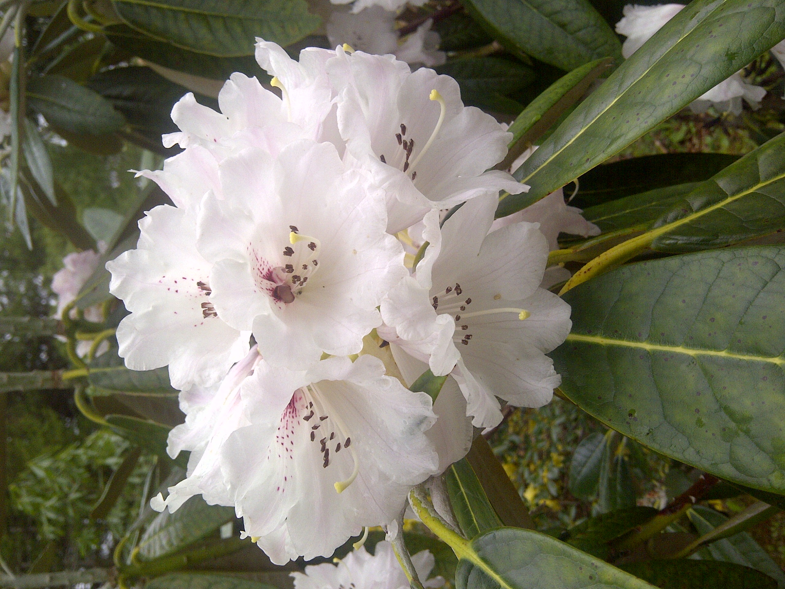 Rhododendron Scotian Sovereign photo