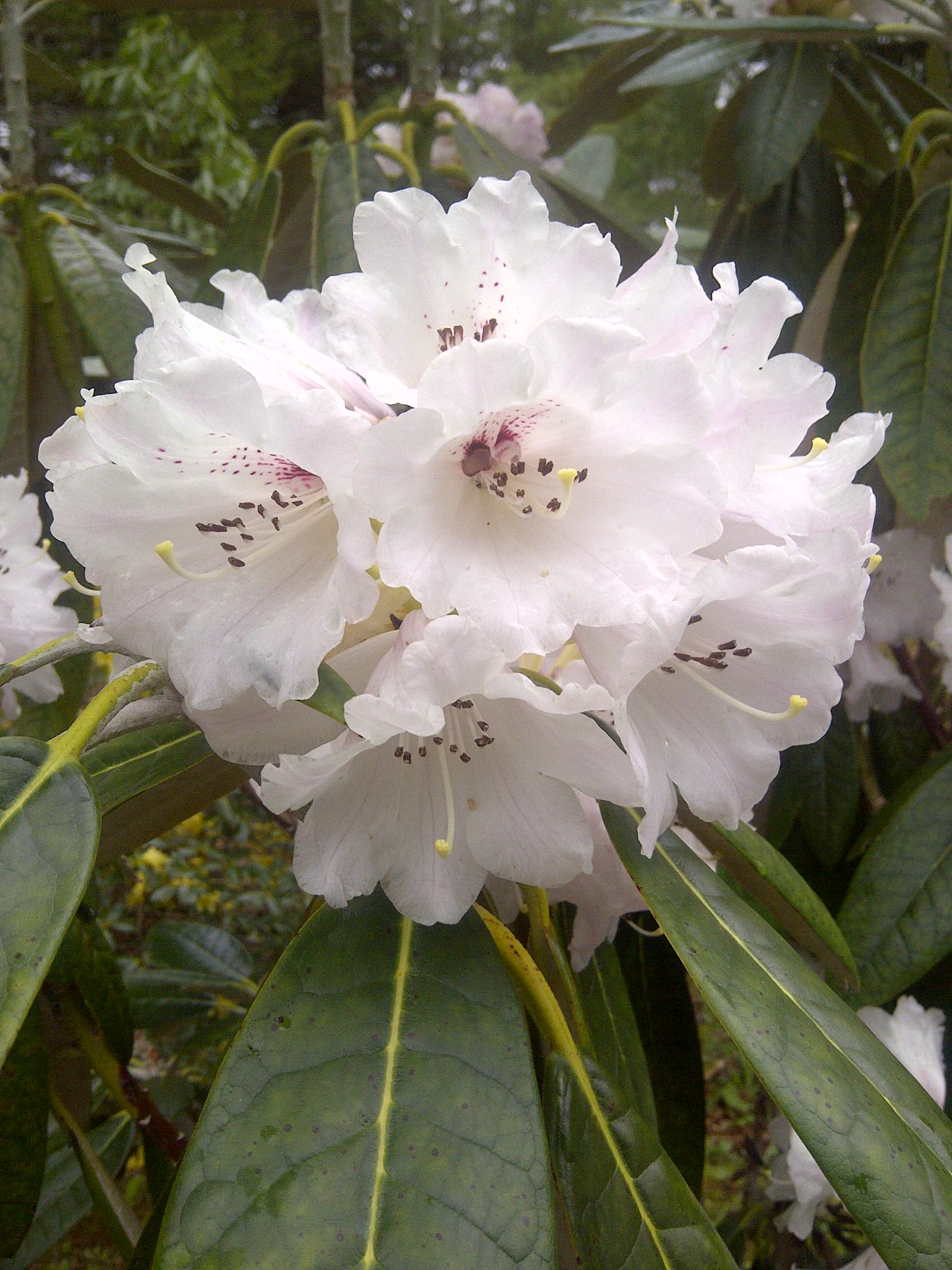 R. 'Scotian Sovereign' photo of R. 'Scotian Sovereign'. Location: Argyle, Yarmouth Co., Nova Scotia. Photo by: John Weagle