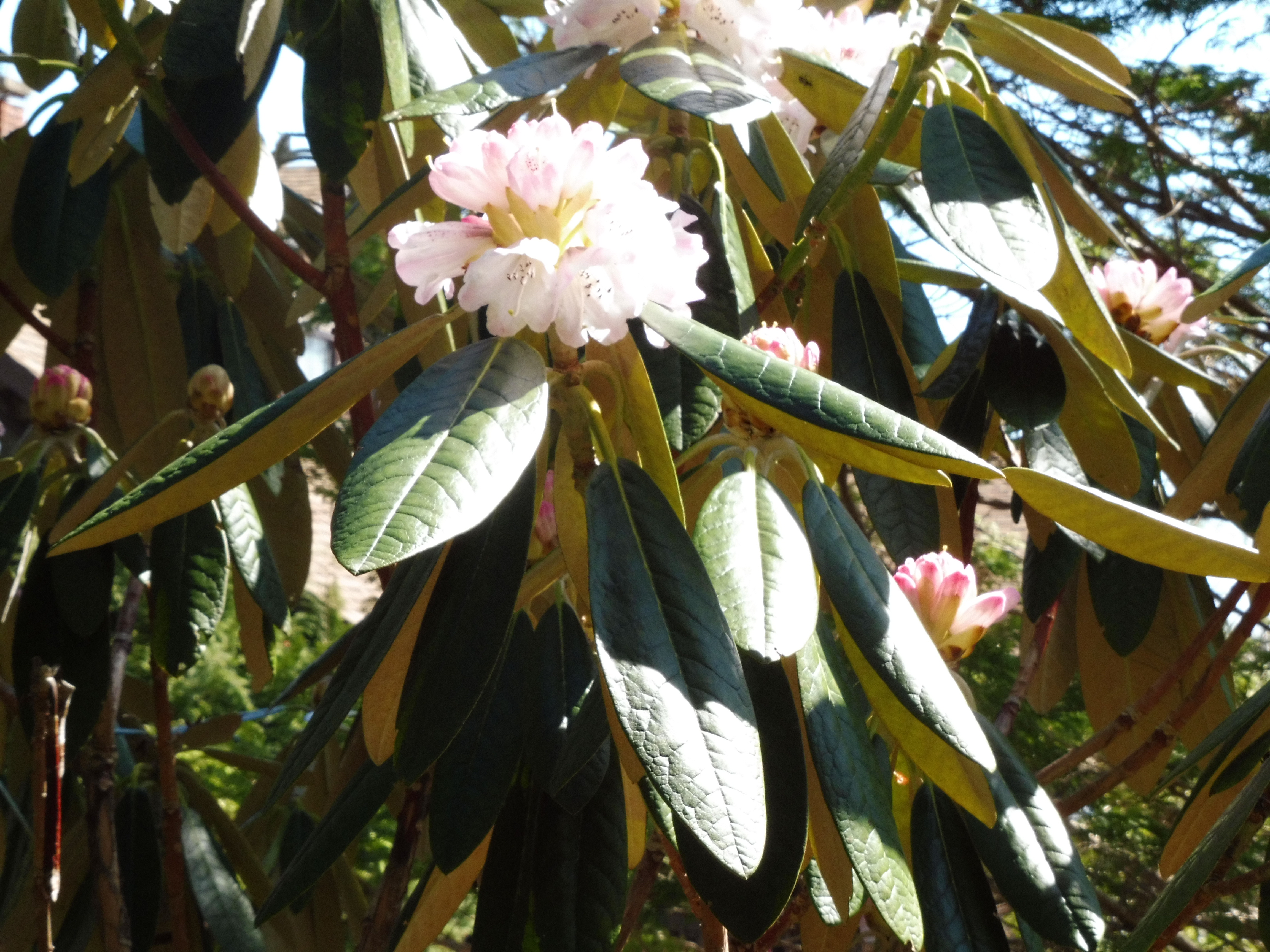 Rhododendron Scotian Sovereign photo