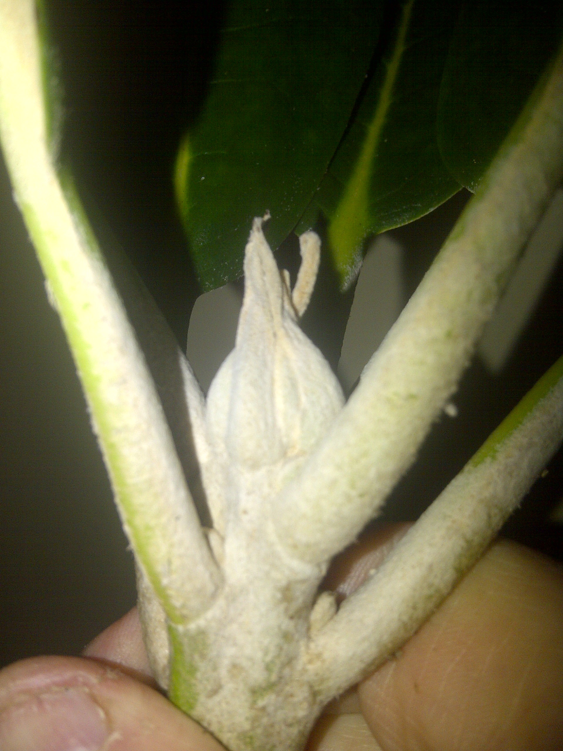 Rhododendron Scotian Sovereign photo