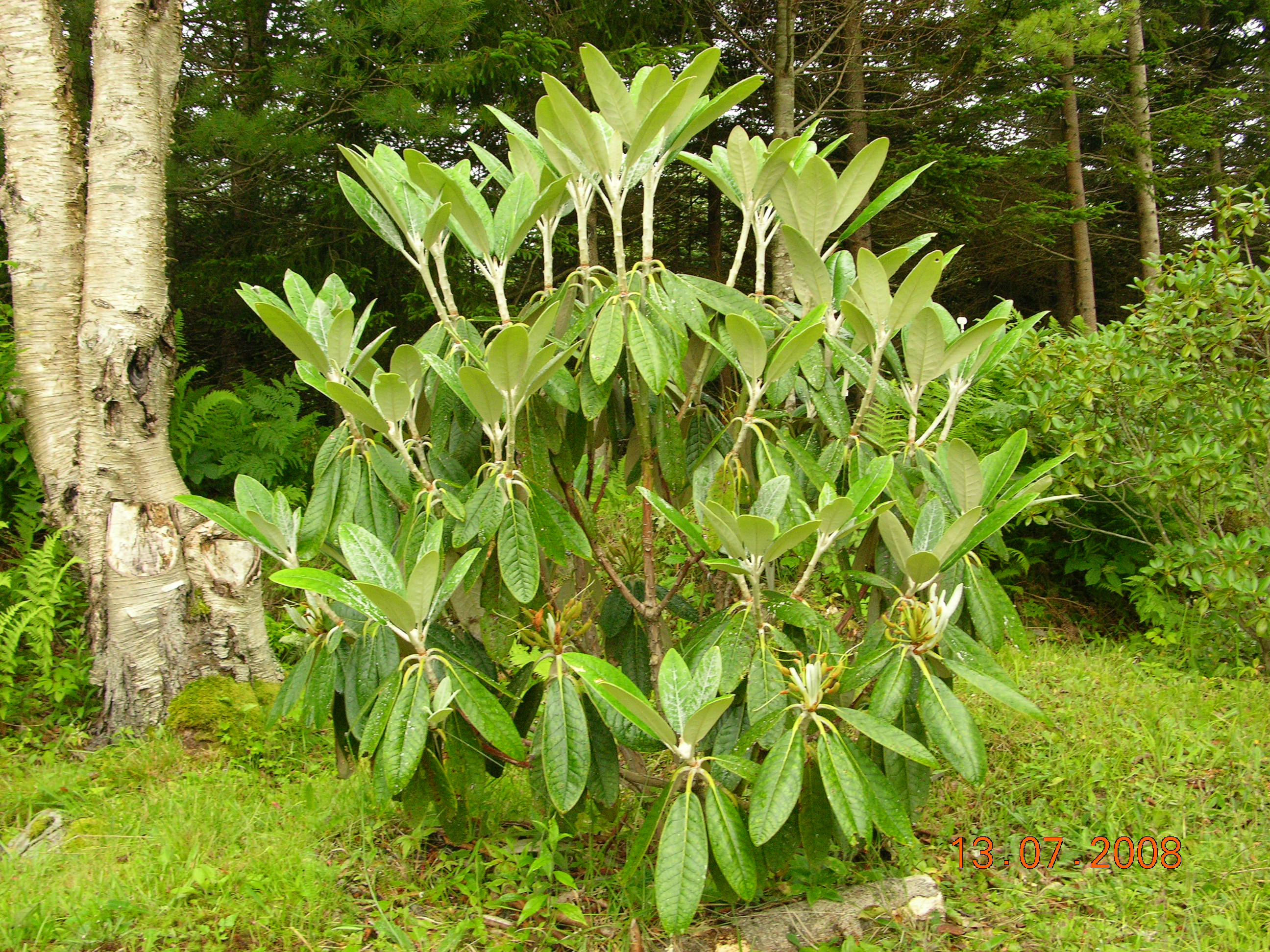 Rhododendron Scotian Sovereign photo