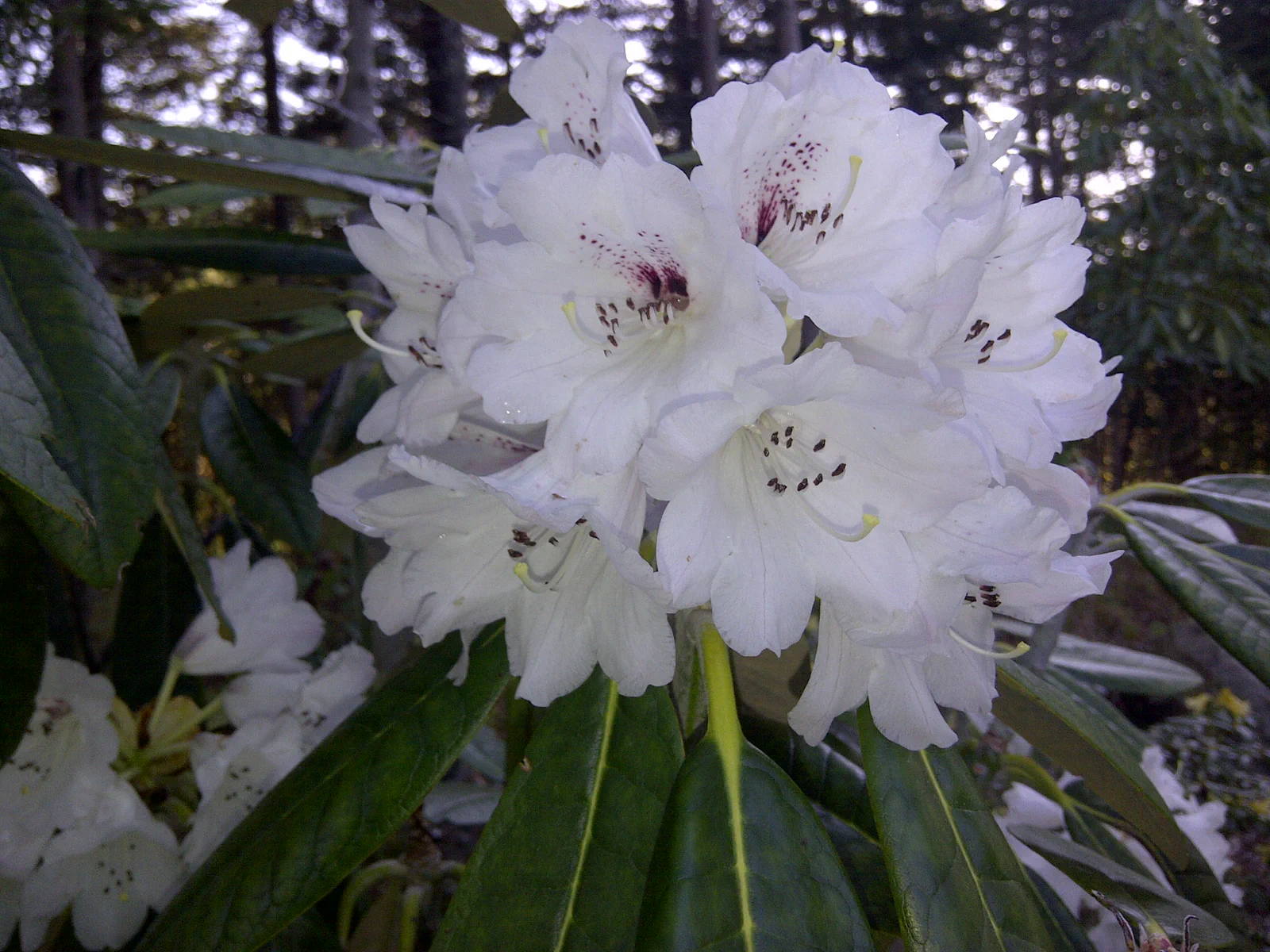 R. 'Scotian Sovereign' photo of R. 'Scotian Sovereign'. Location: Argyle, Yarmouth Co., Nova Scotia. Photo by: John Weagle