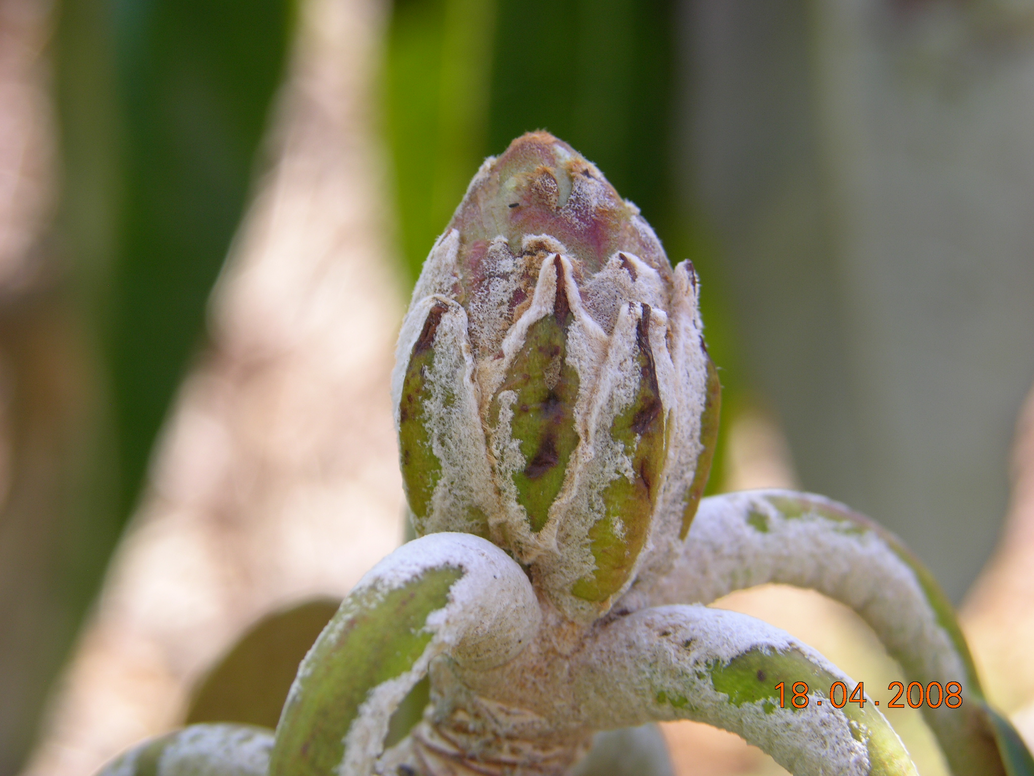 Rhododendron Scotian Sovereign photo