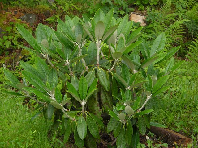 R. ''Scotian Sovereign'' photo of R. 'Scotian Sovereign'. Location: Argyle, Yarmouth Co., Nova Scotia. Photo by: John Weagle