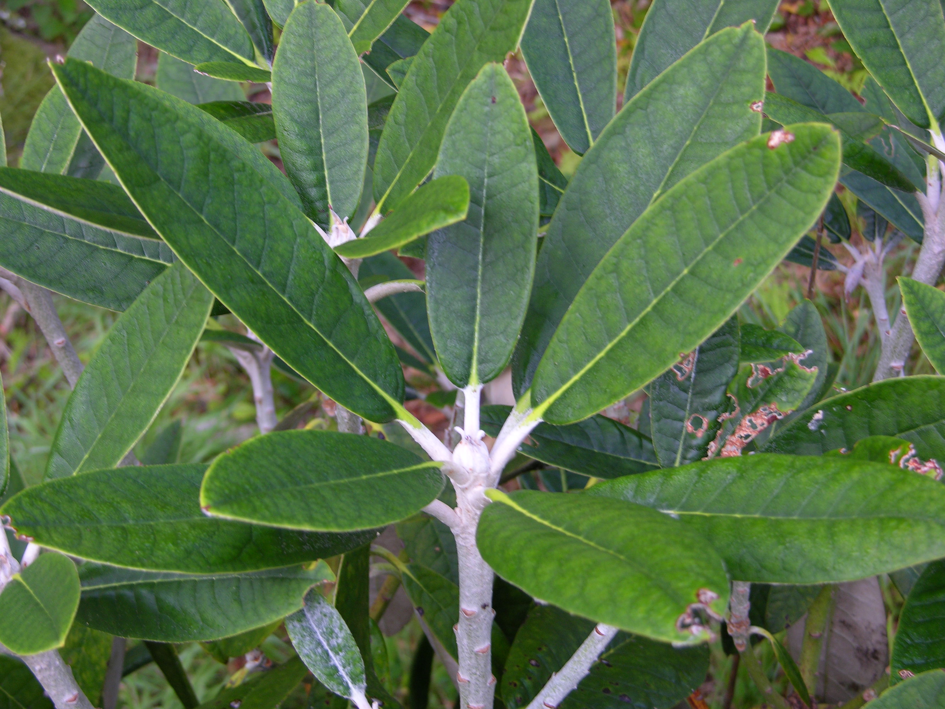 Rhododendron Scotian Sovereign photo