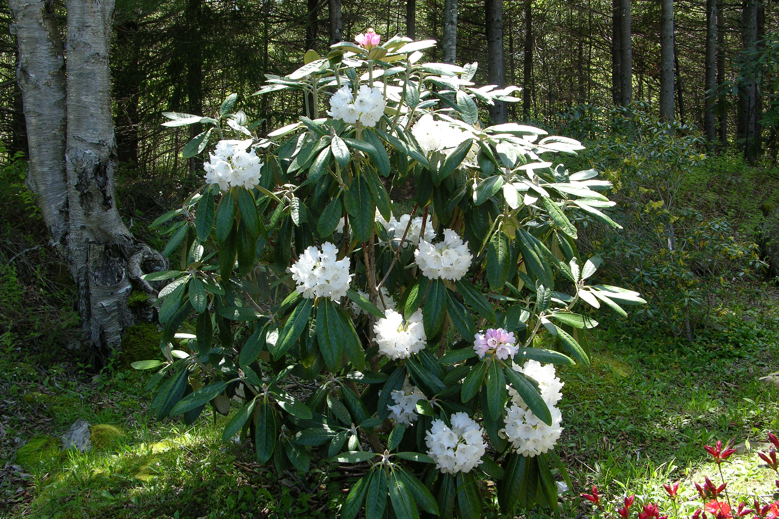 Rhododendron Scotian Sovereign photo