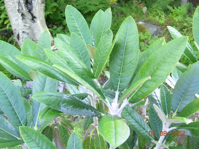 R. ''Scotian Sovereign'' photo of R. 'Scotian Sovereign'. Location: Argyle, Yarmouth Co., Nova Scotia. Photo by: John Weagle