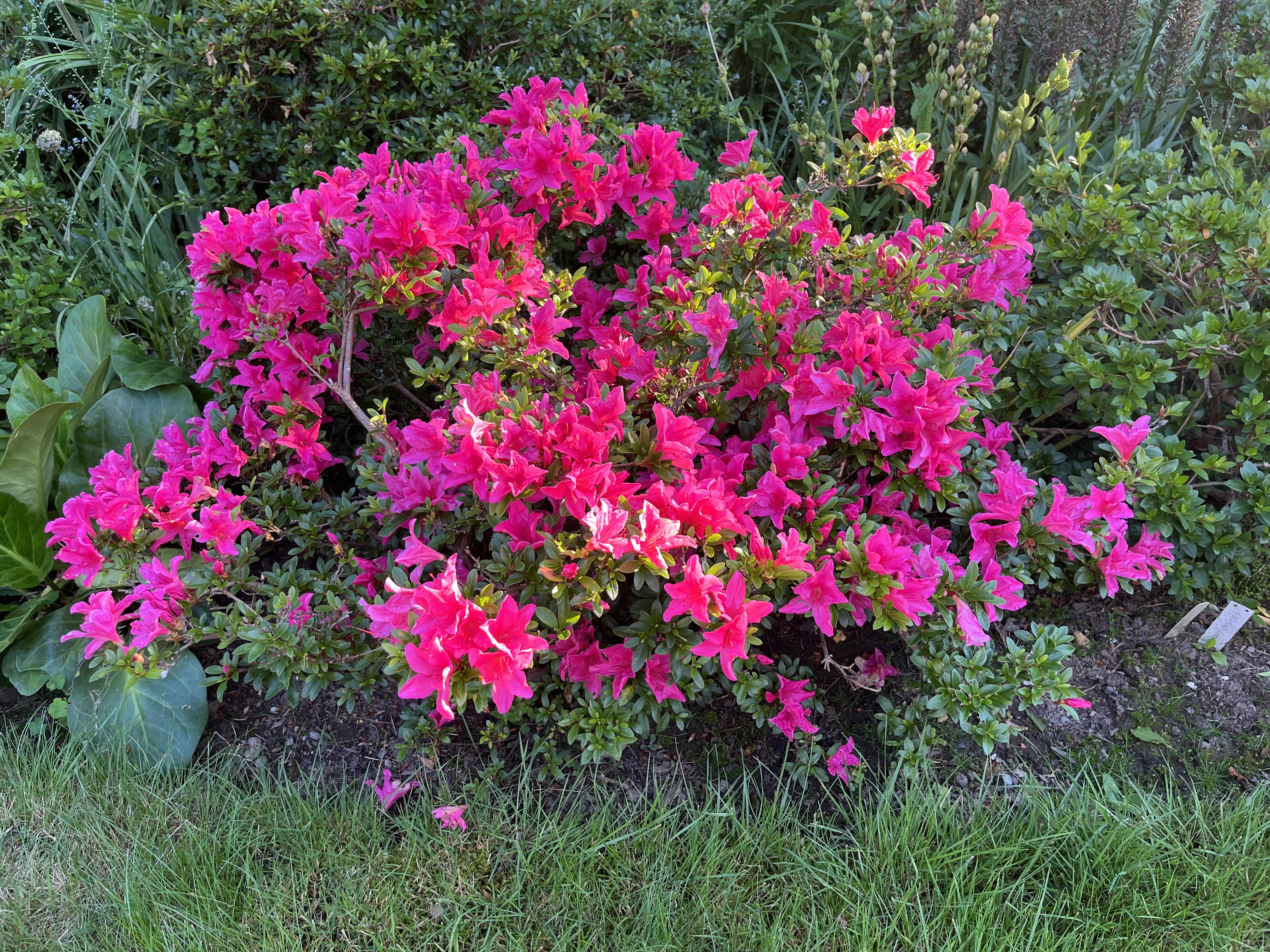 Rhododendron Scotian Glow photo