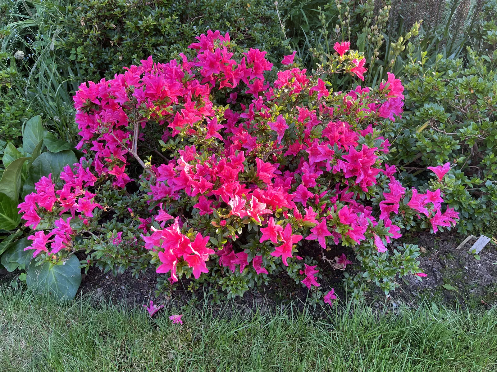 R. Scotian Glow photo of R. 'Scotian Glow'. Latest pink azalea, flowering here in Nova scotia in mid July.. Location: Halifax, Nova Scotia. Photo by: John Weagle
