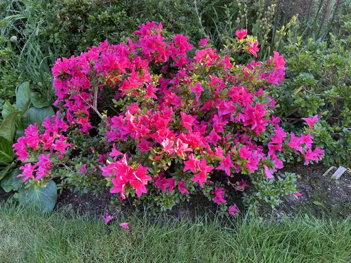 Photo of R. 'Scotian Glow', Evergreen Azalea Hybrid