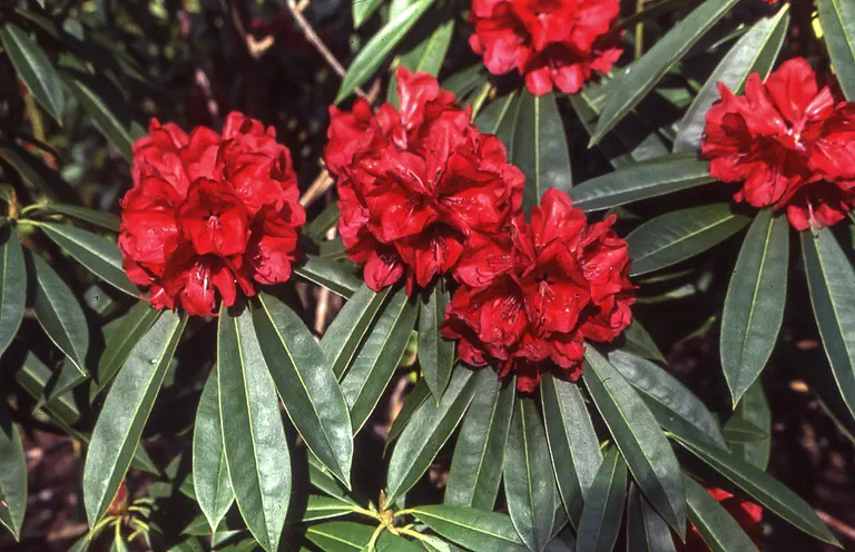 Photo of R. 'Starling's Firebird', Rhododendron Hybrid