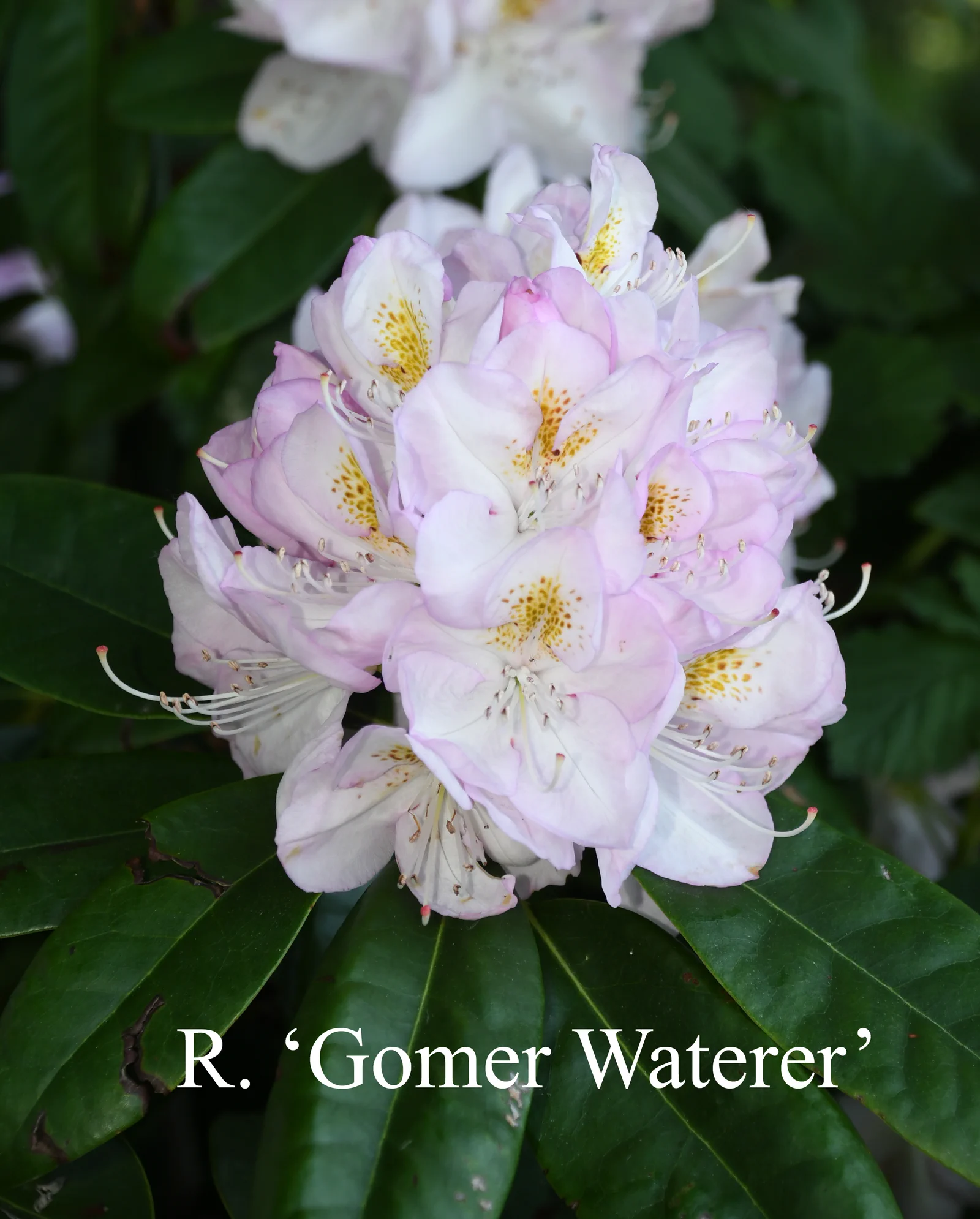 R. 'Gomer Waterer' photo of R. 'Gomer Waterer'. Location: Fearing's Farm Nursery, Abbotsford, BC, Canada. Photo by: Harold Fearing