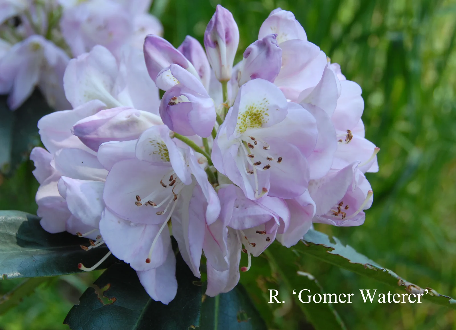 R. 'Gomer Waterer' photo of R. 'Gomer Waterer'. Location: Fearing's Farm Nursery, Abbotsford, BC, Canada. Photo by: Harold Fearing