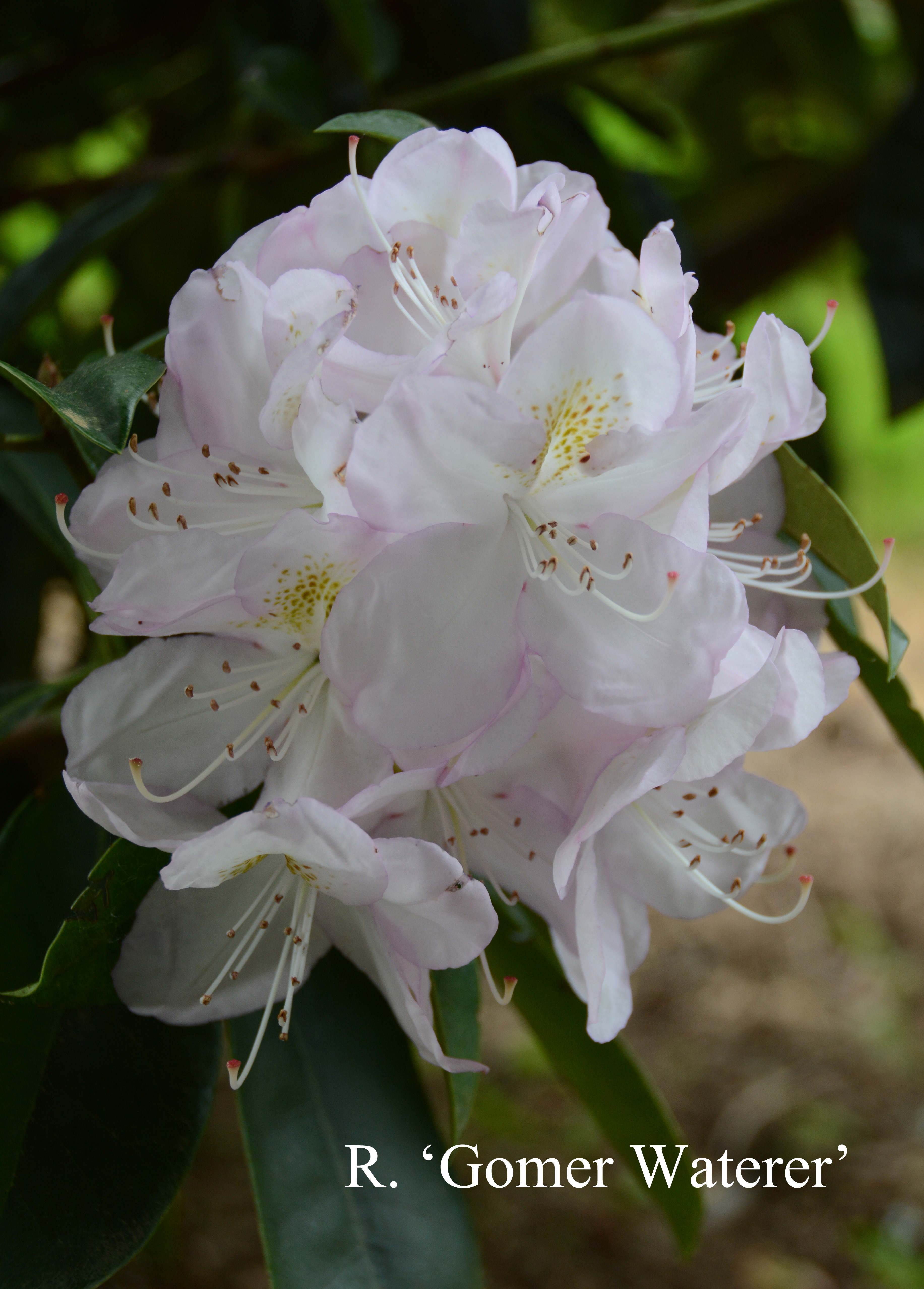Rhododendron Gomer Waterer photo