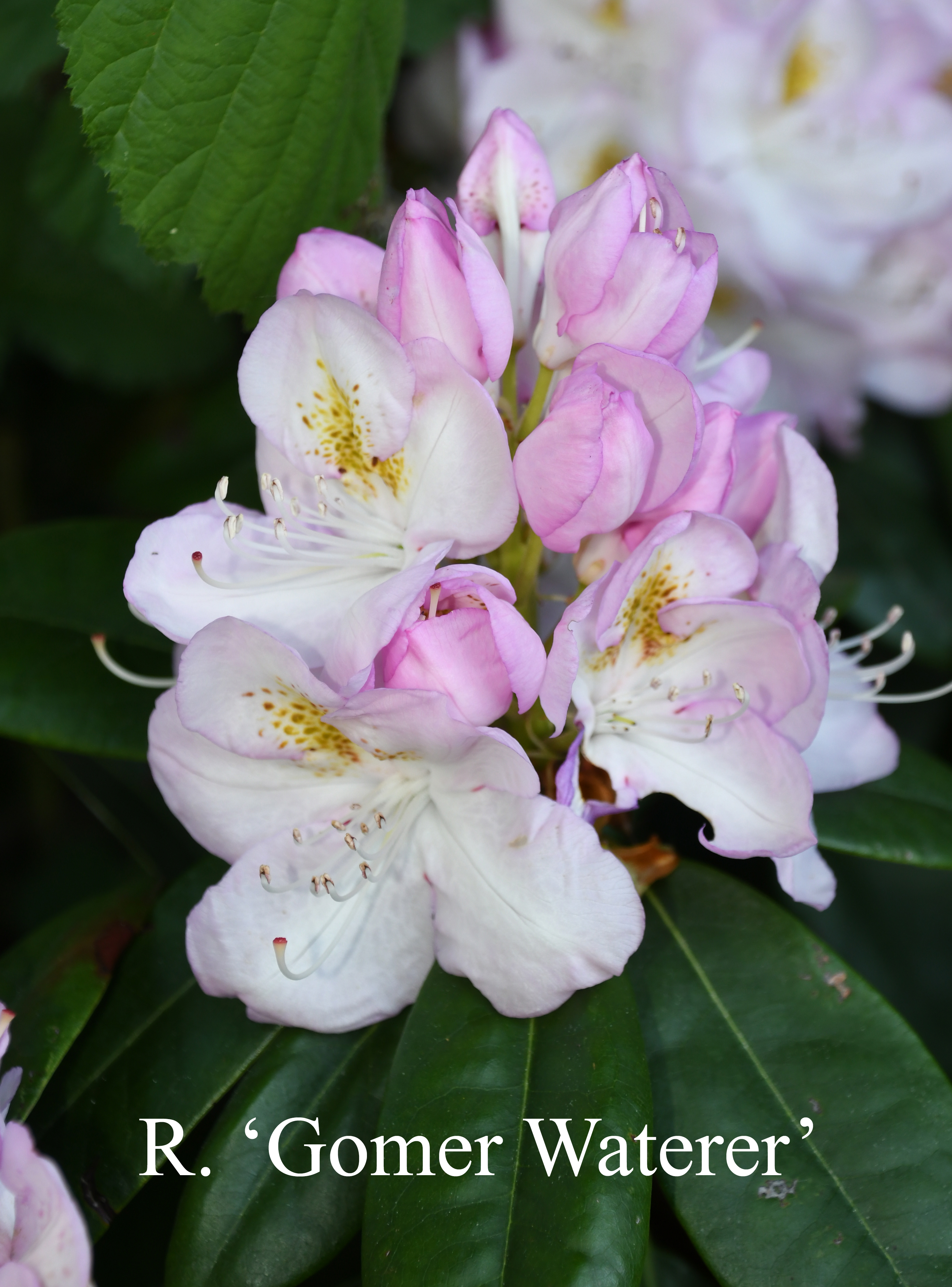 Rhododendron Gomer Waterer photo