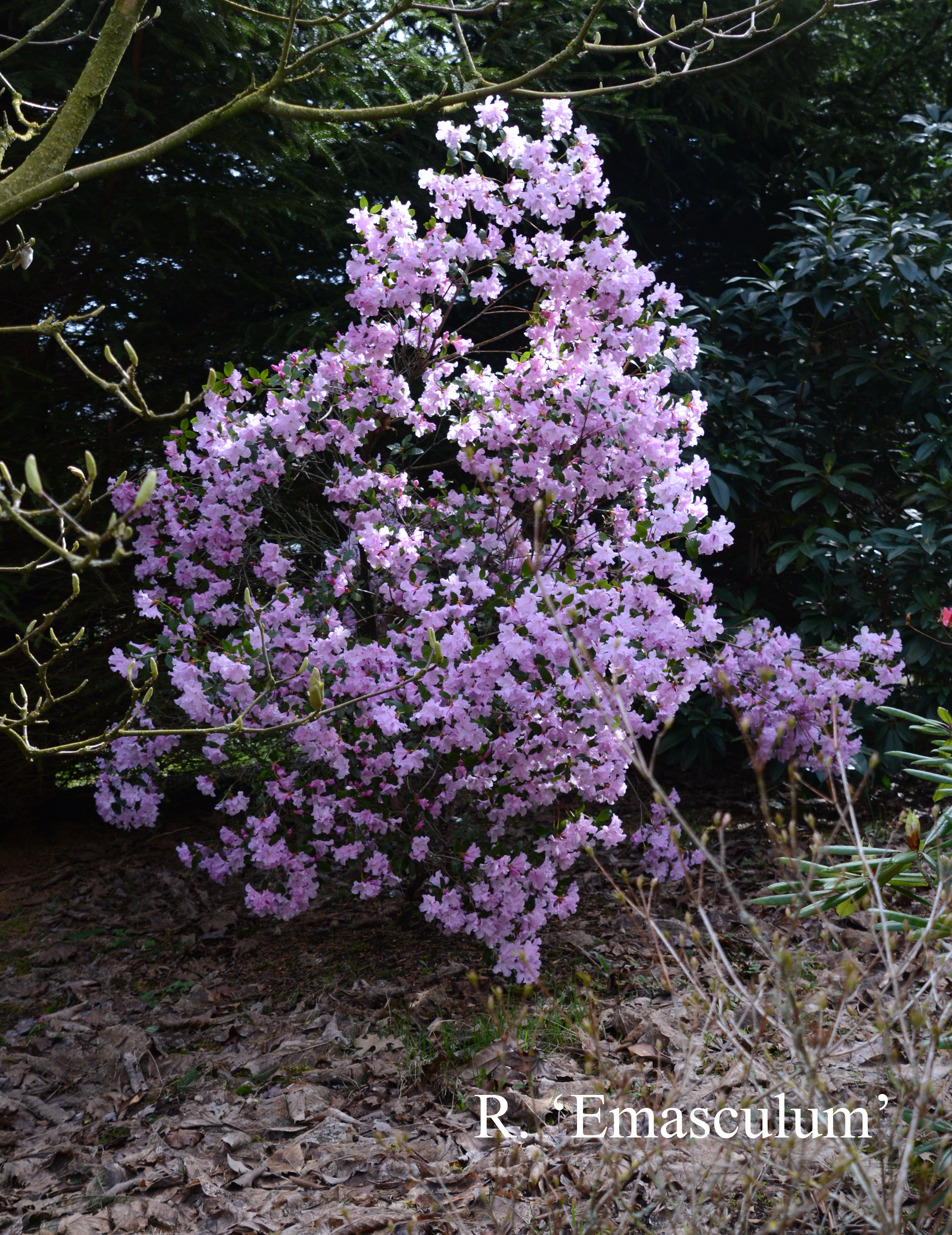 Rhododendron Emasculum photo