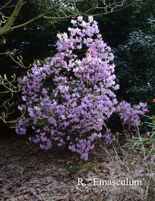 Photo of R. 'Emasculum', Rhododendron Hybrid