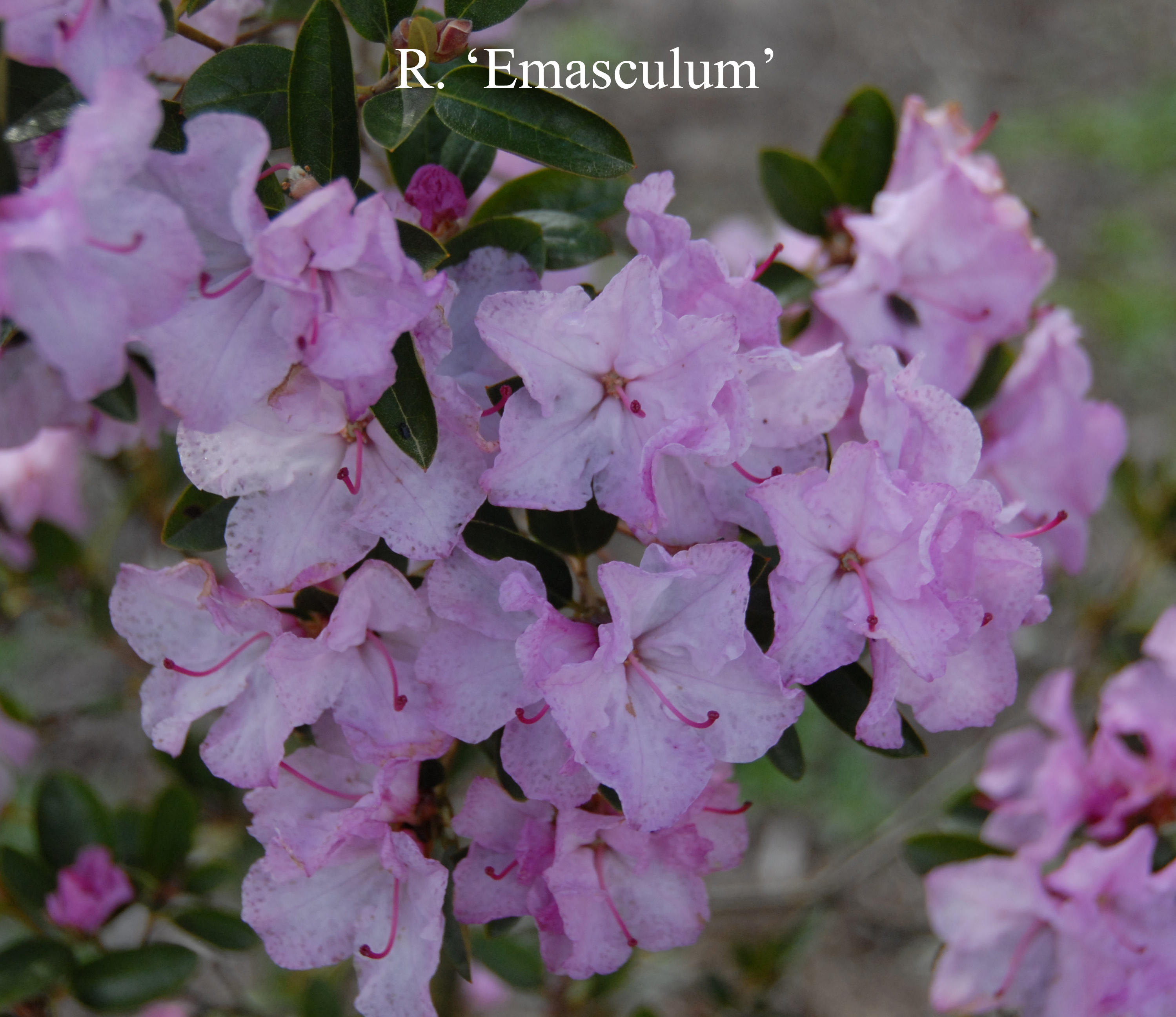 Rhododendron Emasculum photo