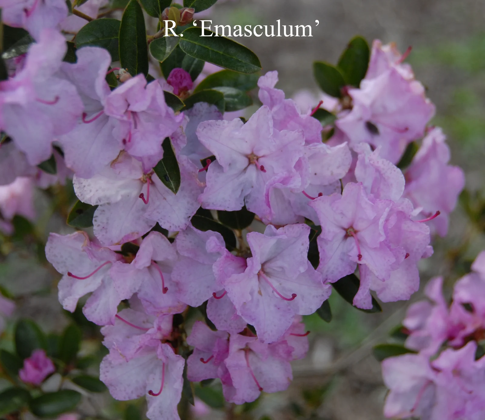 R. 'Emasculum' photo of R. 'Emasculum'. Location: Fearing's Farm Nursery, Abbotsford, BC, Canada. Photo by: Harold Fearing