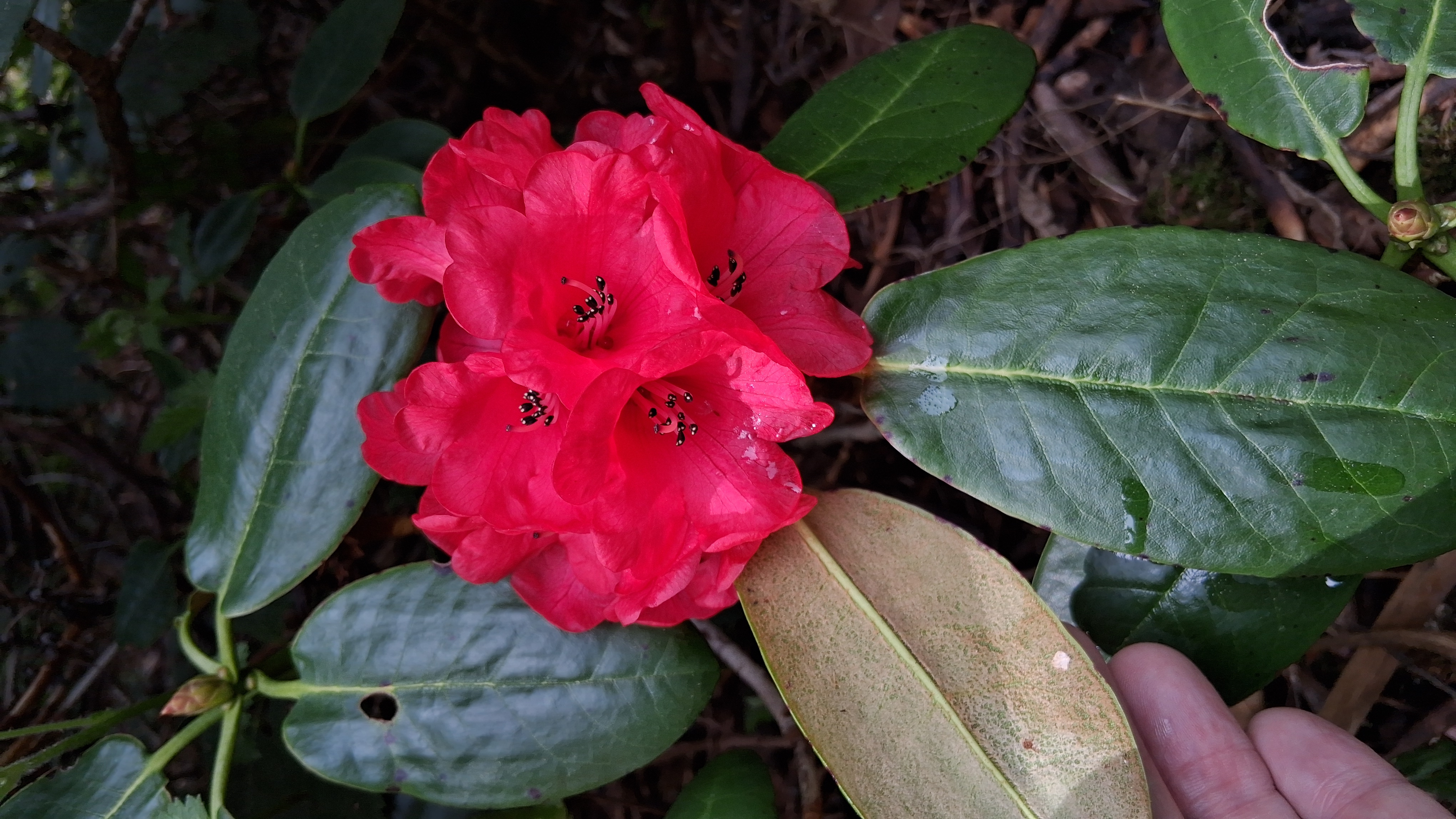 Rhododendron fulgens photo