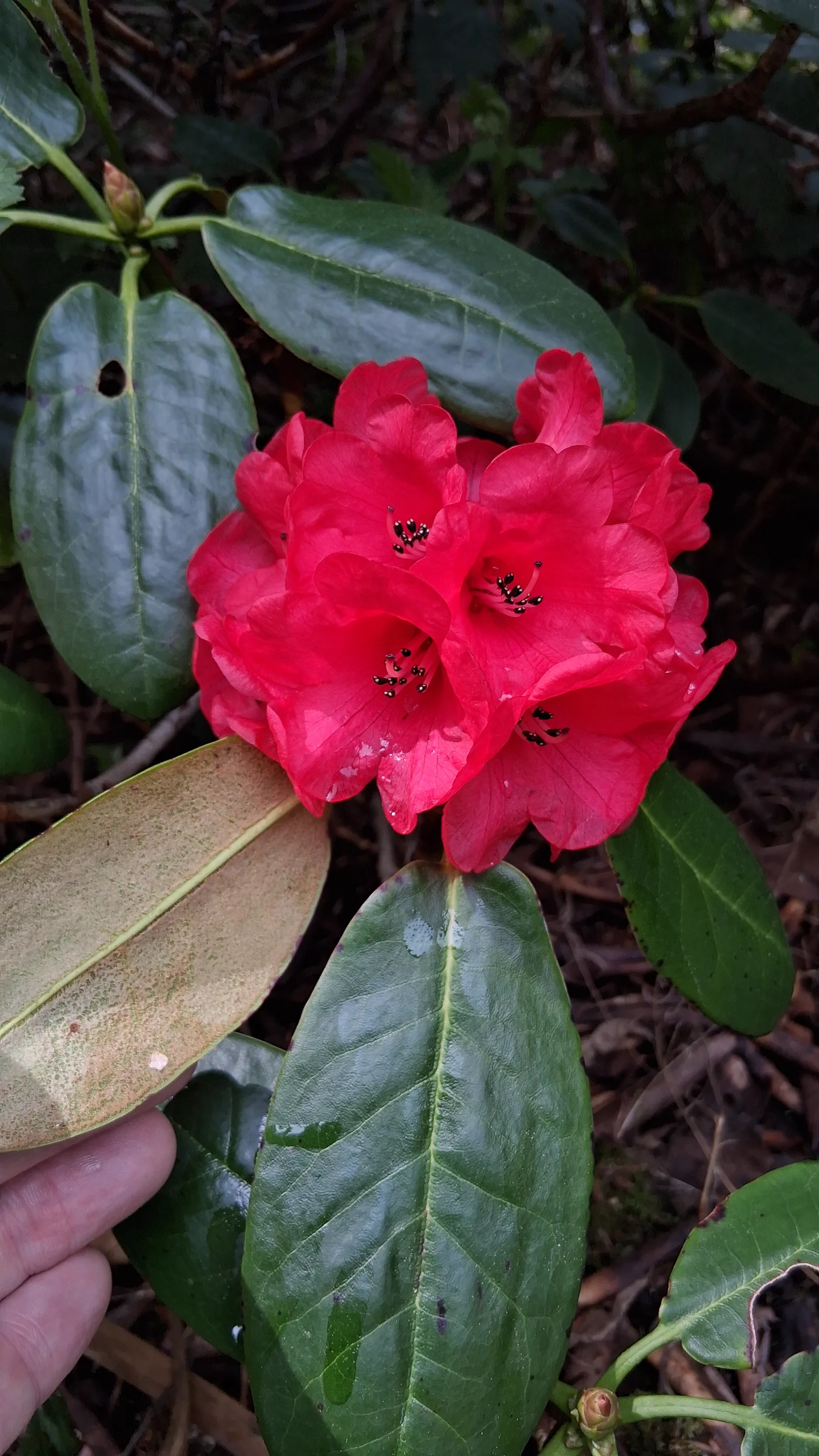 R. fulgens photo of R. fulgens. R. fulgens flowers and leaves with indumentum on the underside of a leaf.. Location: Rhododendron Species Botanical Garden. Photo by: Thatrhodylady