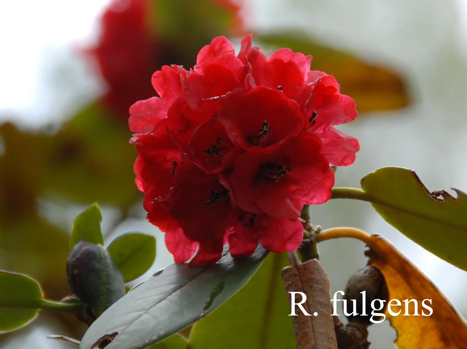 R. fulgens photo of R. fulgens. Location: Fearing's Farm Nursery, Abbotsford, BC, Canada. Photo by: Harold Fearing