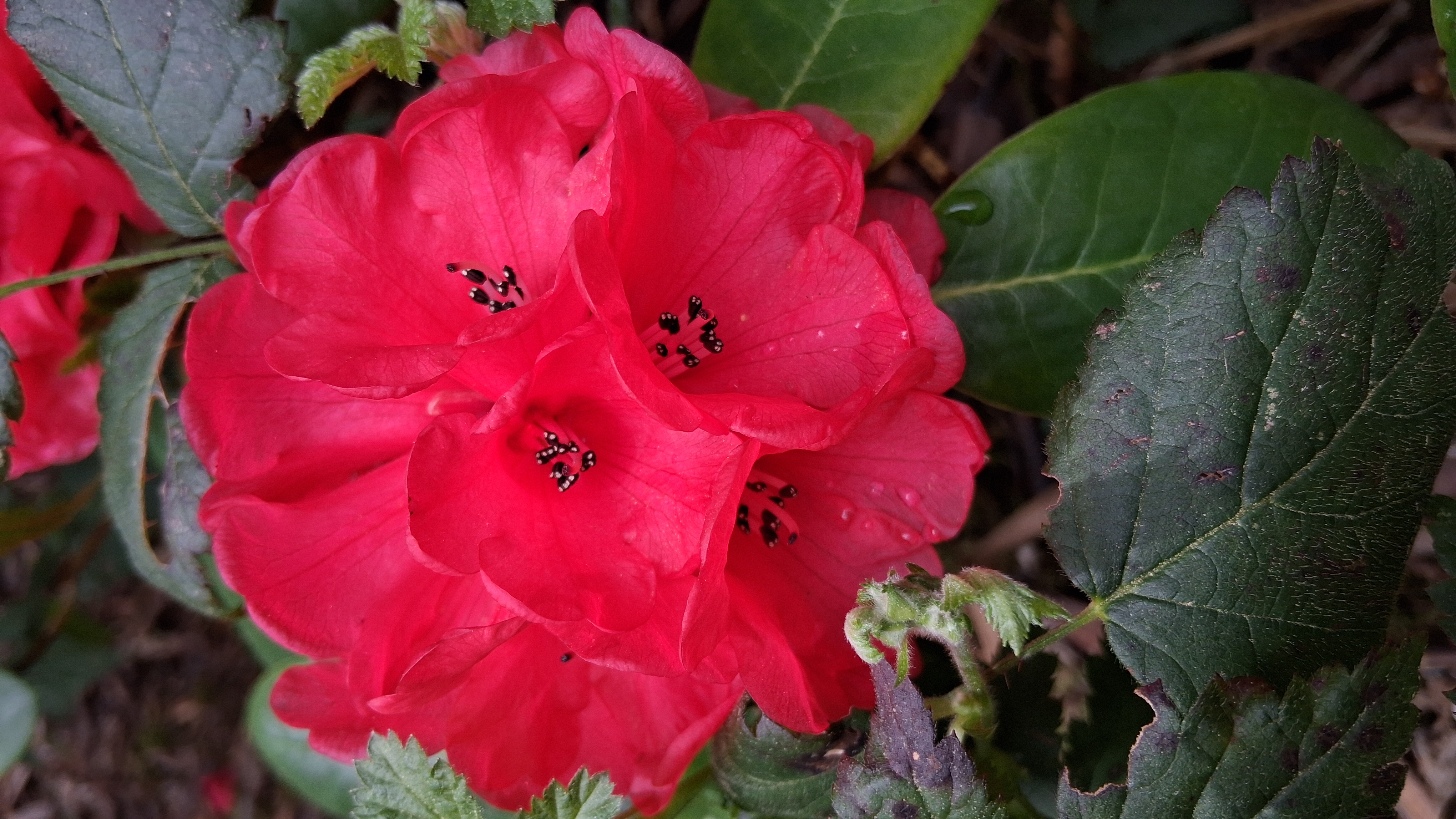 Rhododendron fulgens photo