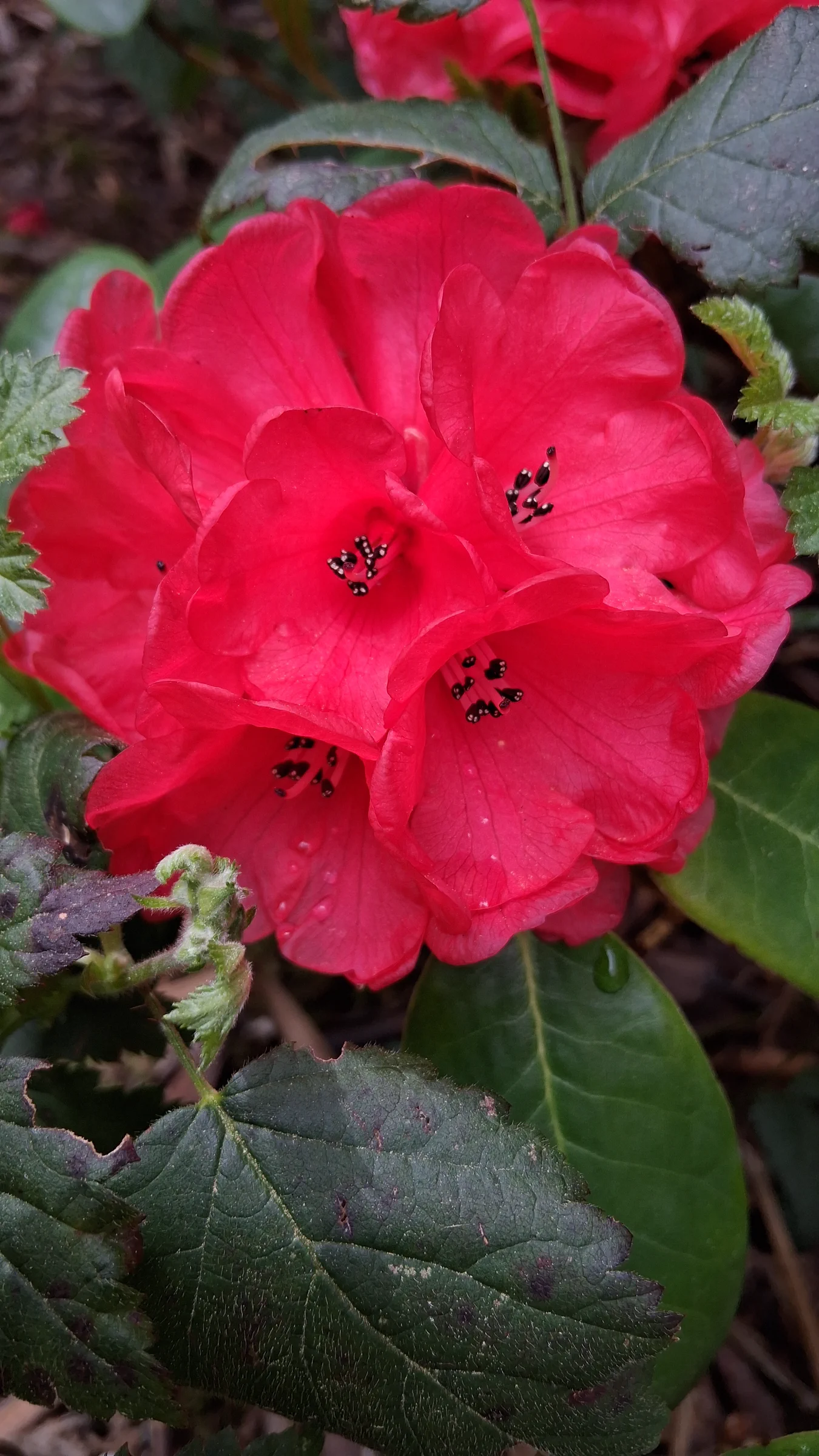 R. fulgens photo of R. fulgens. R. fulgens flowers with Rubus ursinus leaves in the frame.. Location: Rhododendron Species Botanical Garden. Photo by: Thatrhodylady