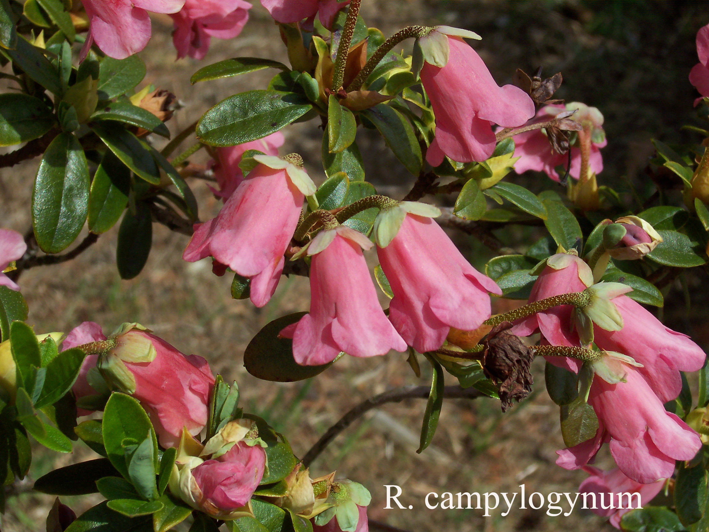 Rhododendron campylogynum photo