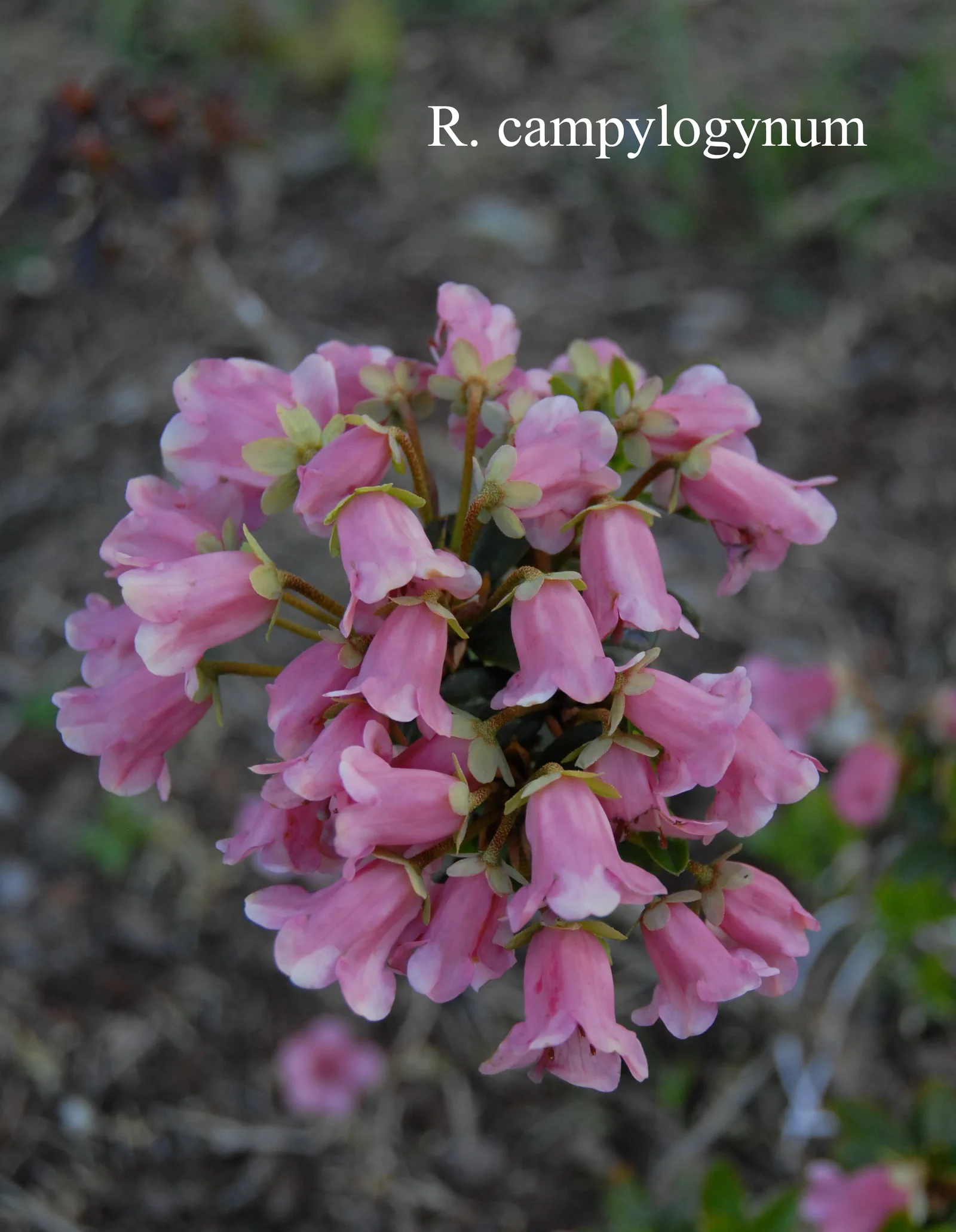 R. campylogynum photo of R. campylogynum. Location: Fearing's Farm Nursery, Abbotsford, BC, Canada. Photo by: Harold Fearing