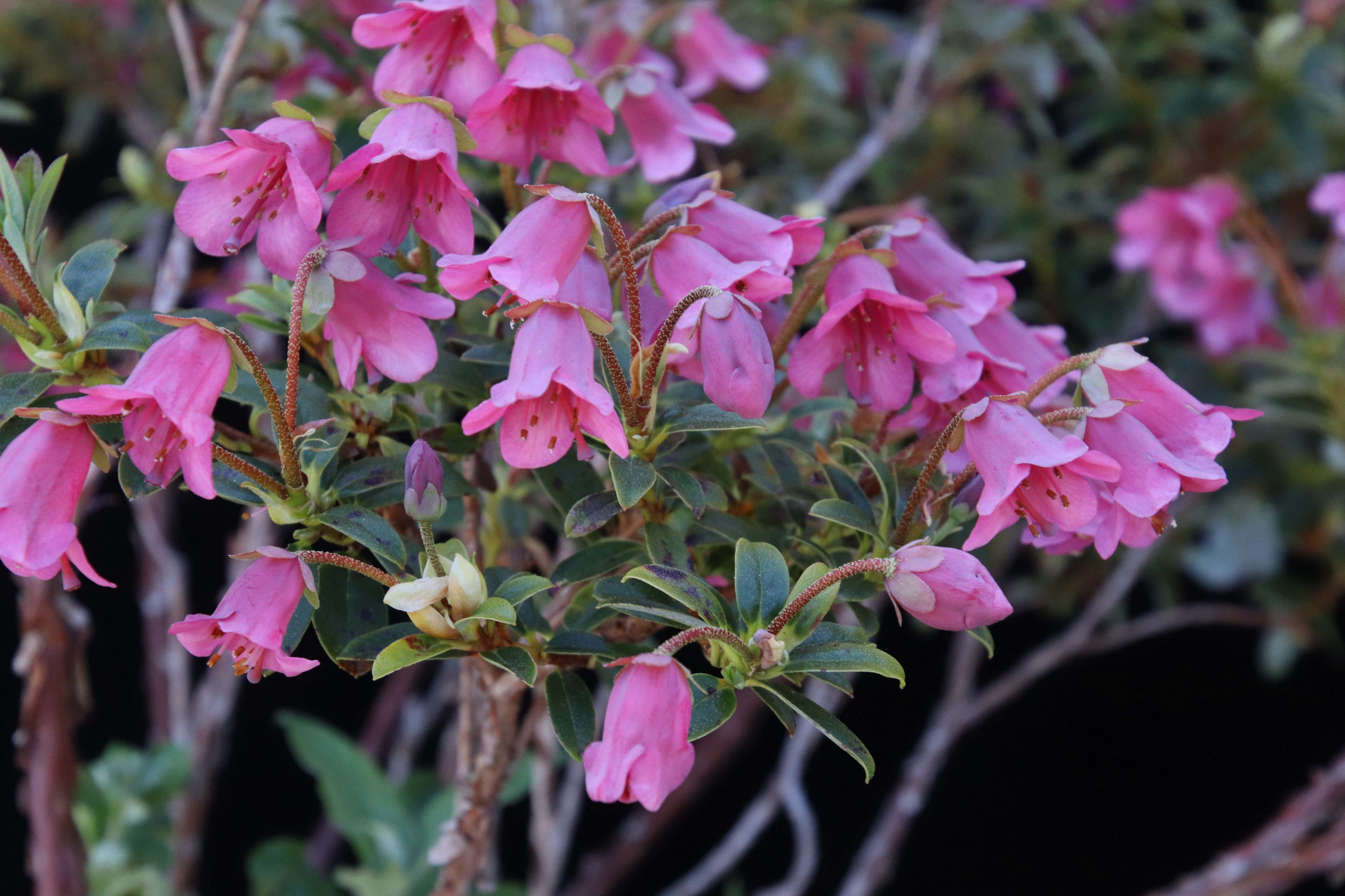 Rhododendron campylogynum photo