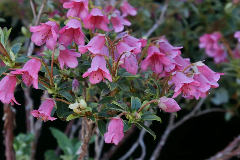 Photo of R. campylogynum, Species