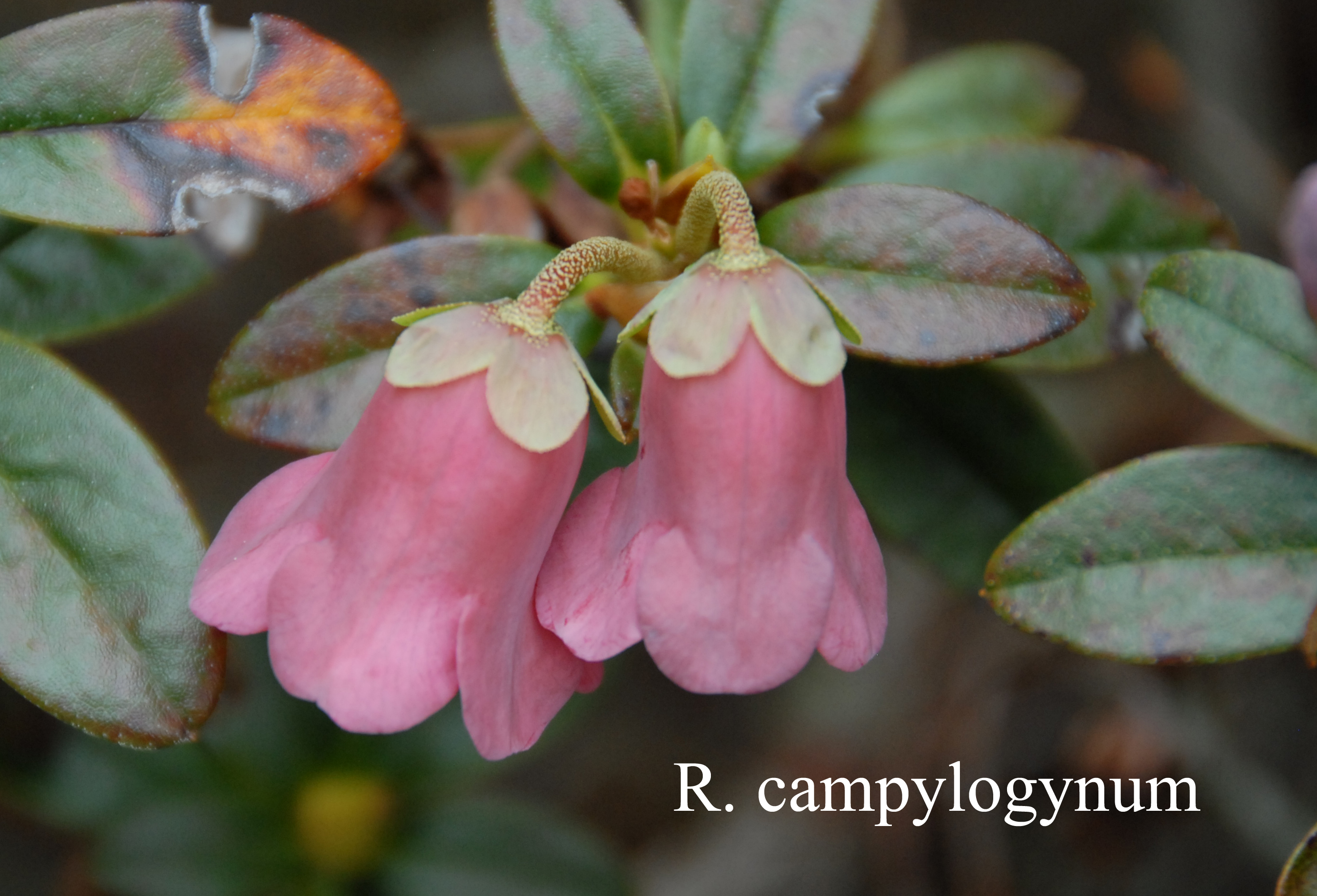 Rhododendron campylogynum photo