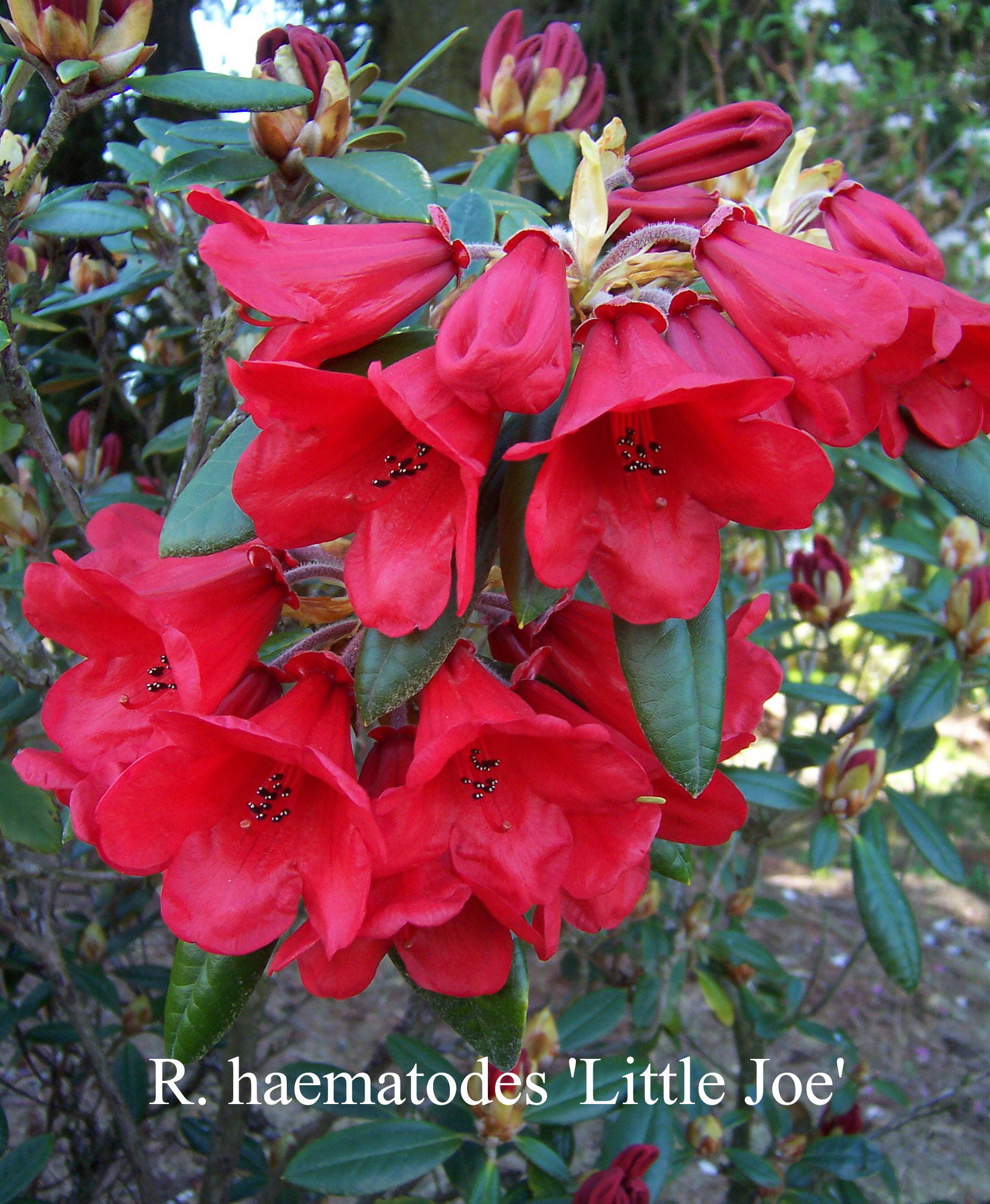 Rhododendron Little Joe photo