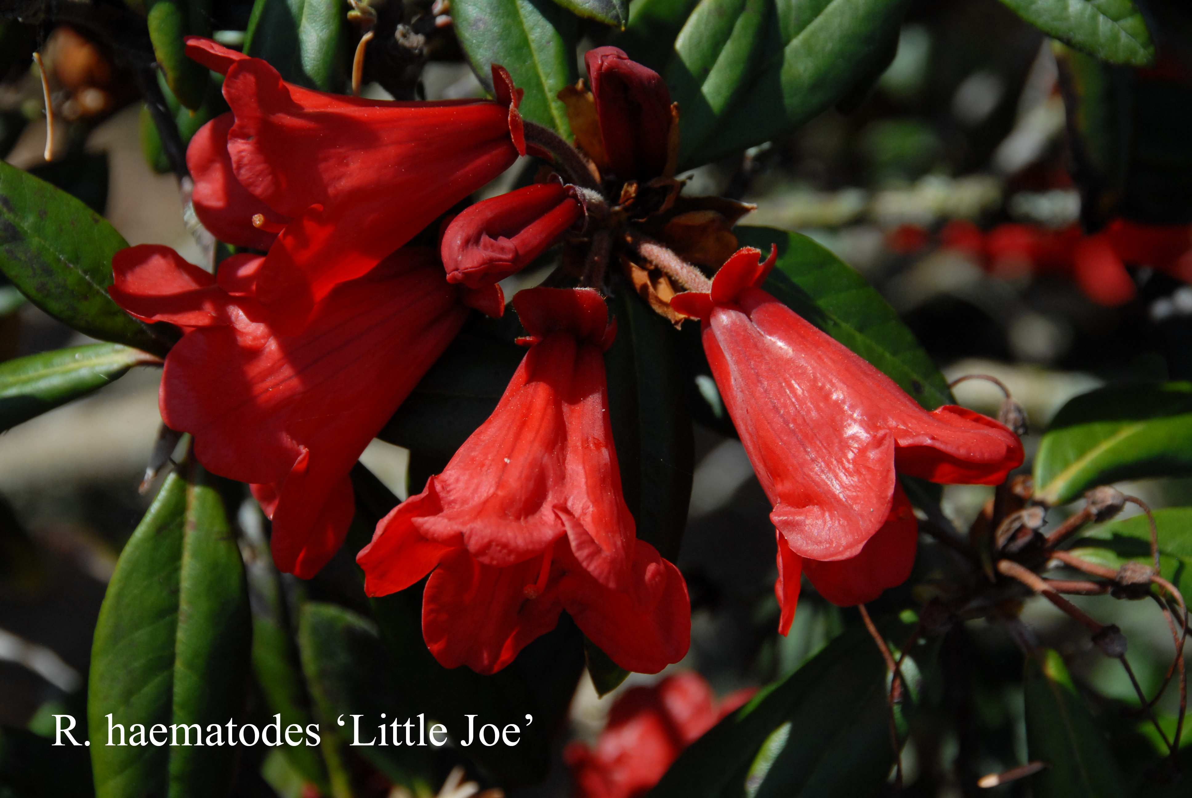 Rhododendron Little Joe photo