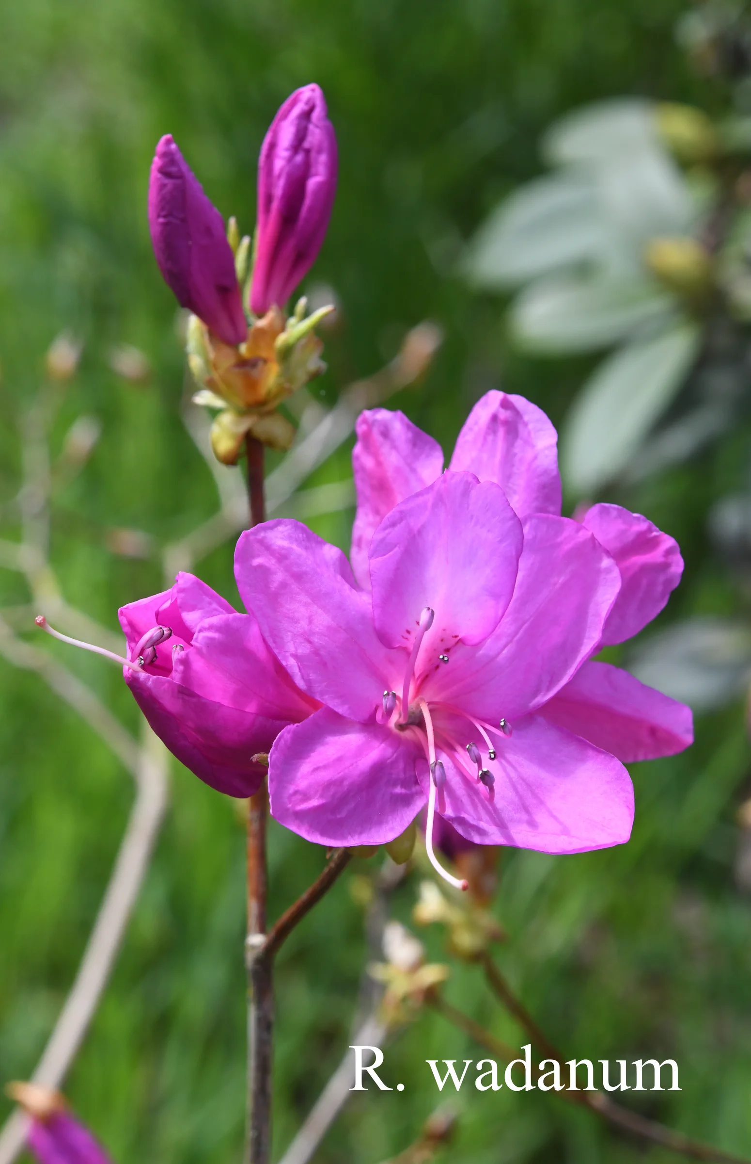 R. wadanum photo of R. wadanum. Location: Fearing's Farm Nursery, Abbotsford, BC, Canada. Photo by: Harold Fearing