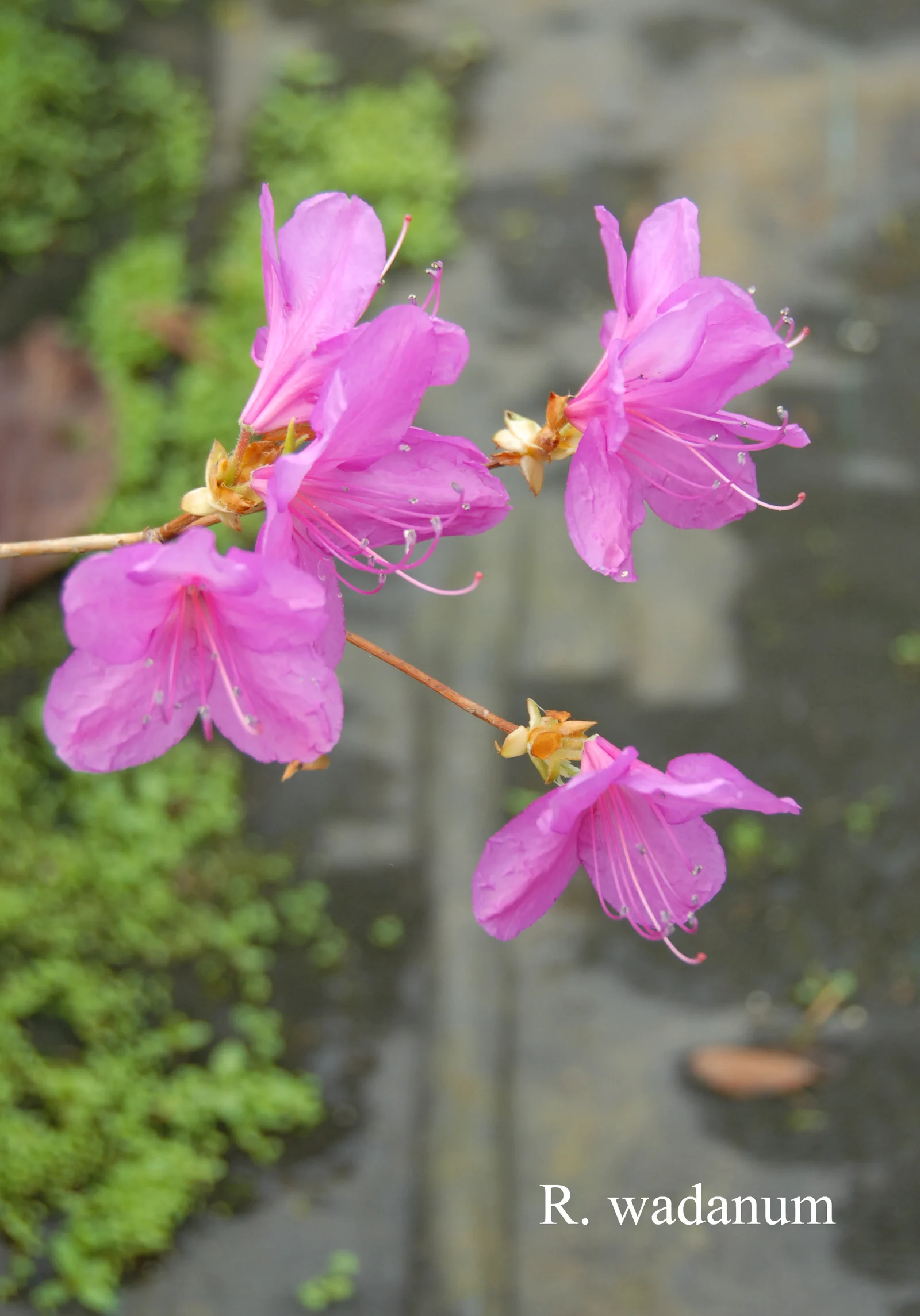 R. wadanum photo of R. wadanum. Location: Fearing's Farm Nursery, Abbotsford, BC, Canada. Photo by: Harold Fearing