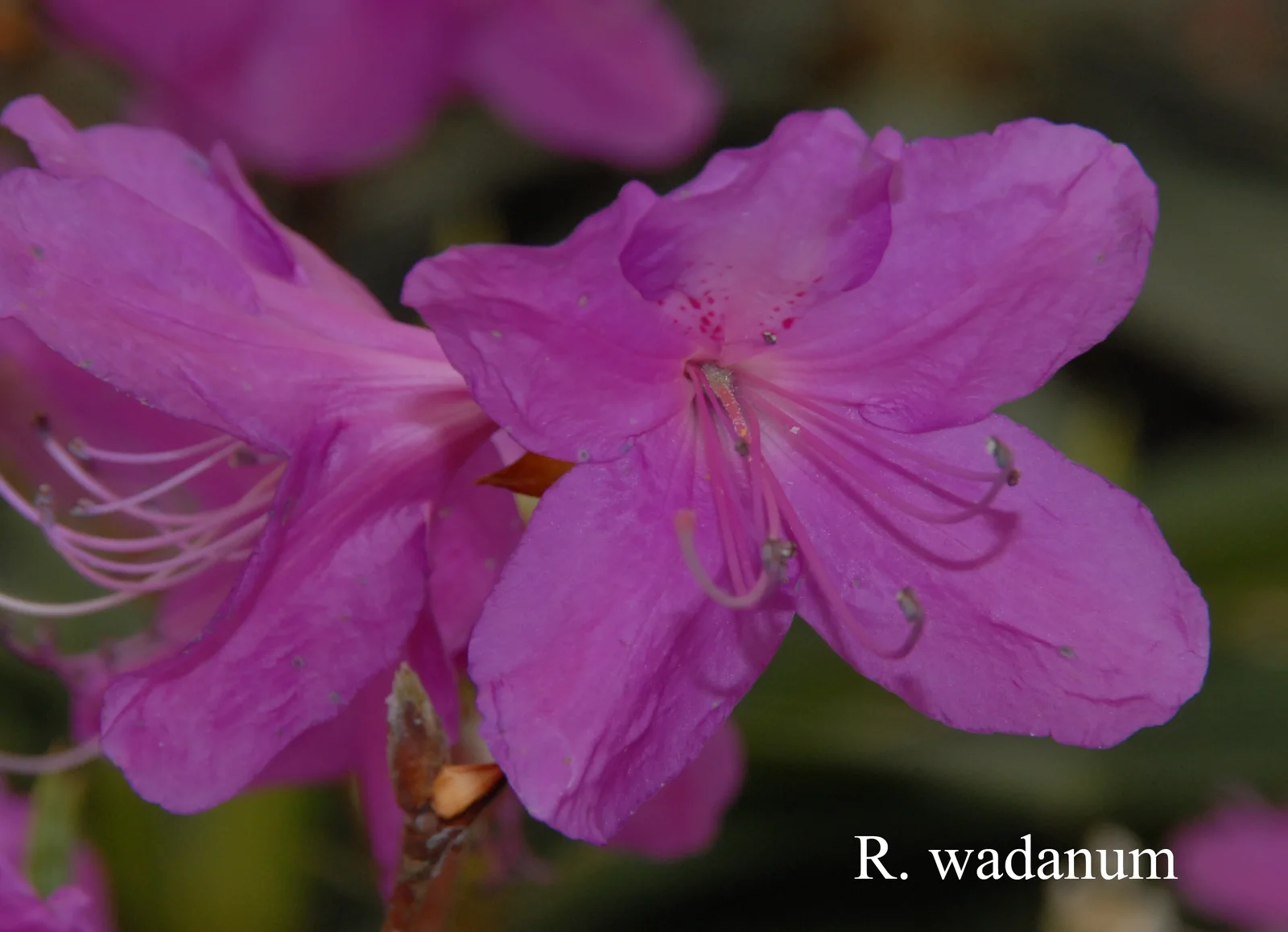 R. wadanum photo of R. wadanum. Location: Fearing's Farm Nursery, Abbotsford, BC, Canada. Photo by: Harold Fearing