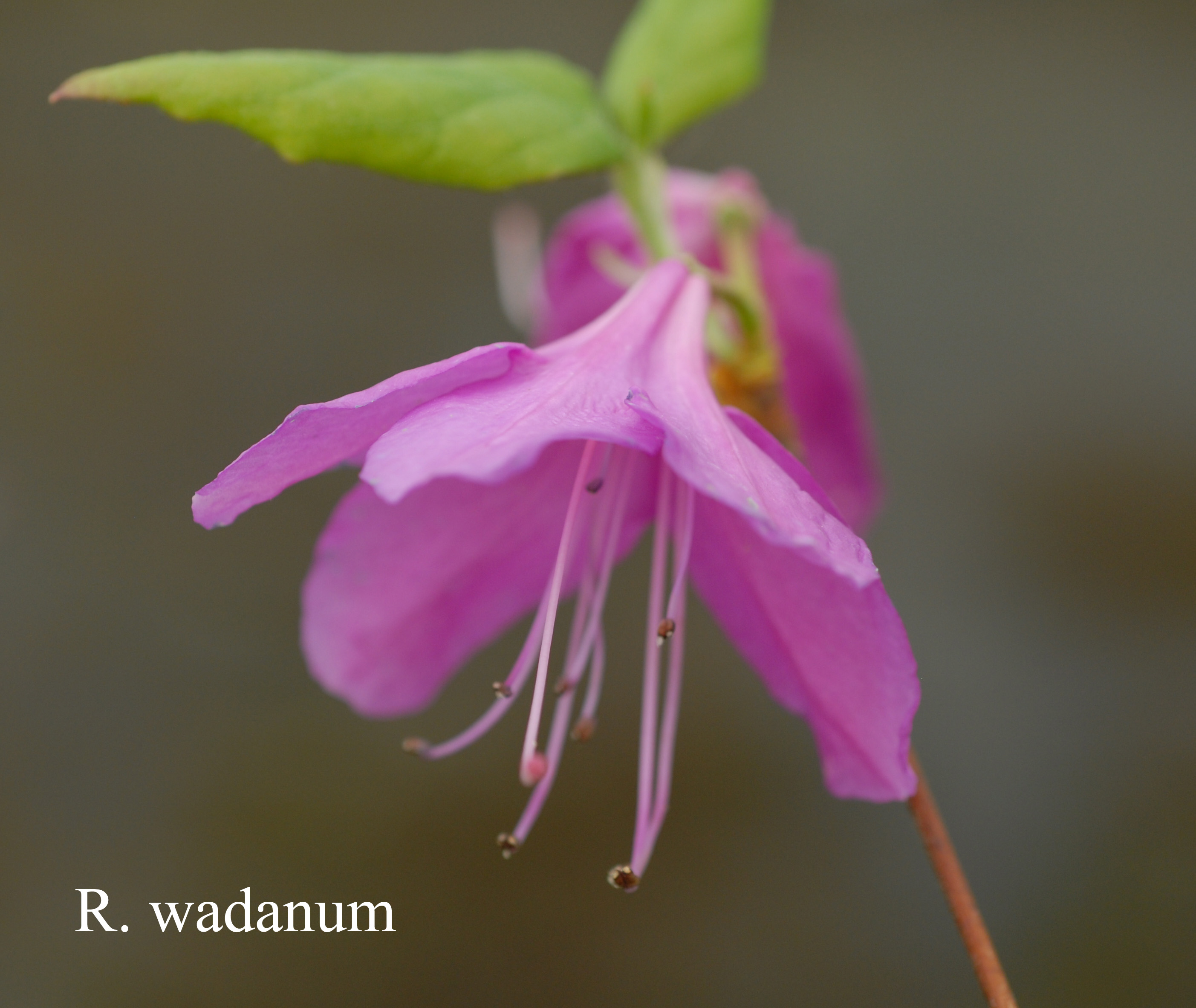 Rhododendron wadanum photo